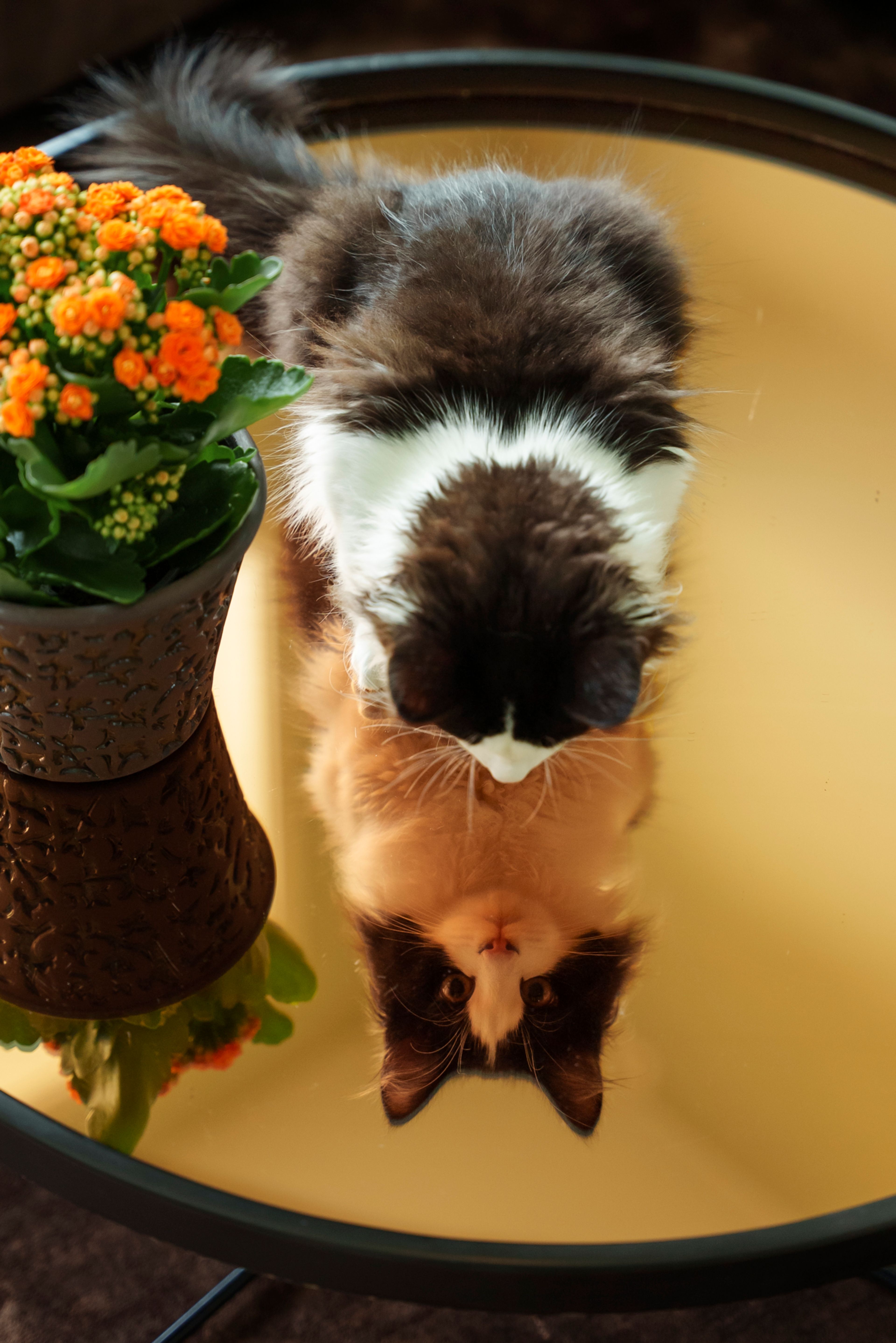 Bilde av katten Max som ser sitter og speiler seg på et blankt bord som gir et gulsotet speilbilde.