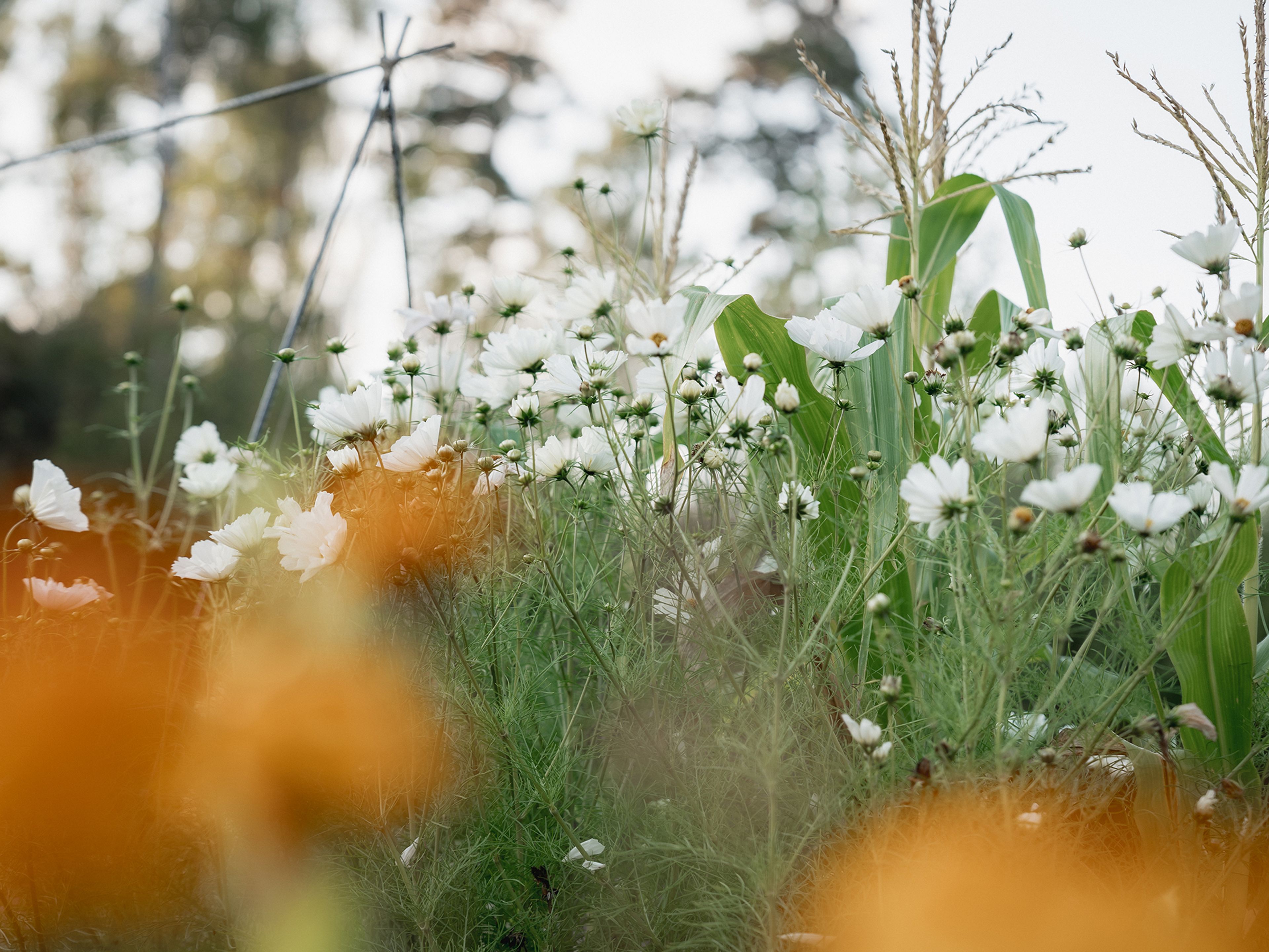 Ängsblommor OBOS