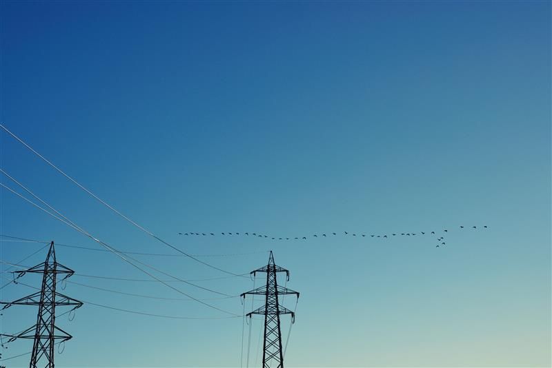 Fugler som sitter på strømledning mellom to høyspentmaster mot en klar blå himmel.