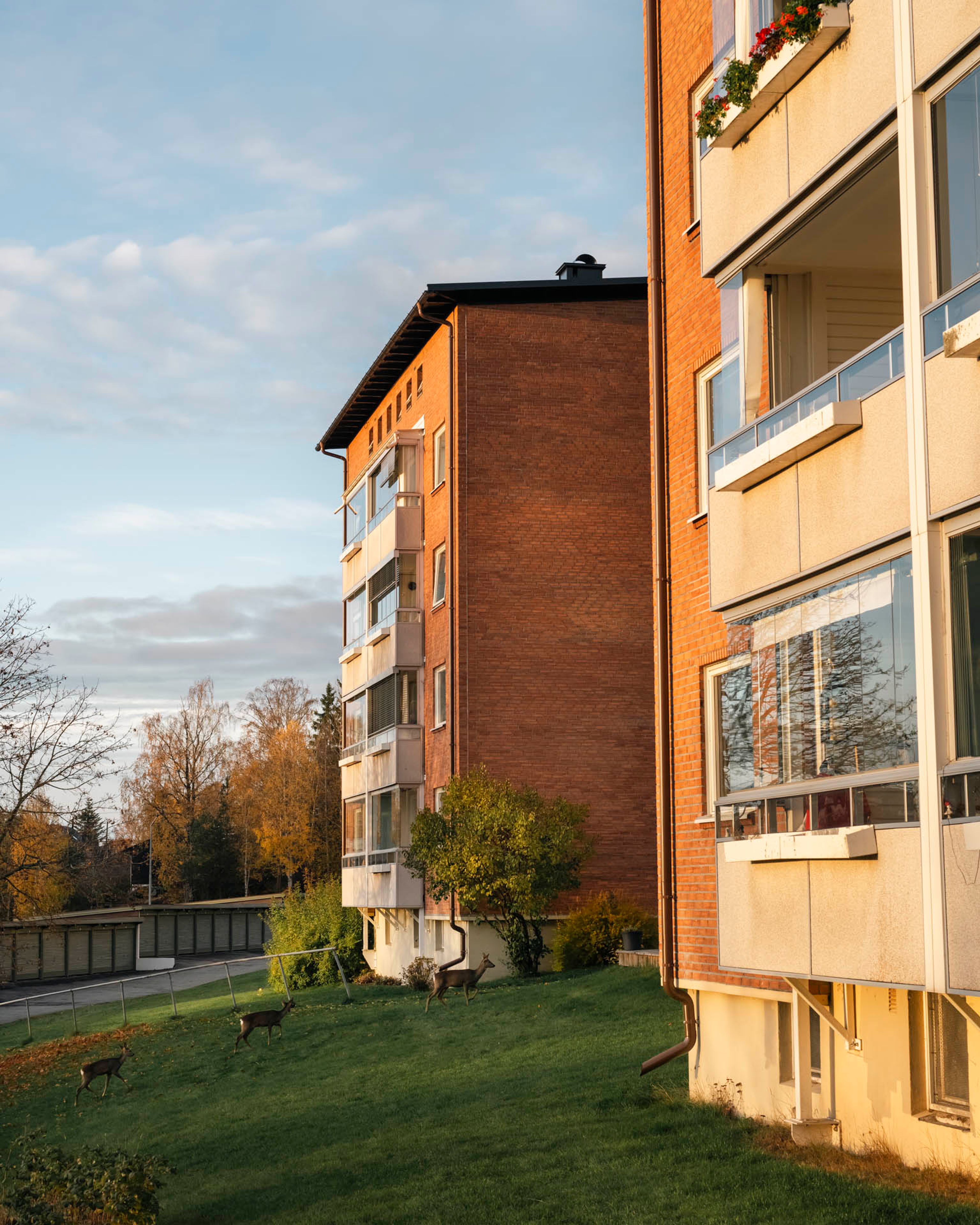 Boligblokker i Munkelia borettslag på Nordstrand, badet i kveldssol med gressplen og trær i forgrunnen.