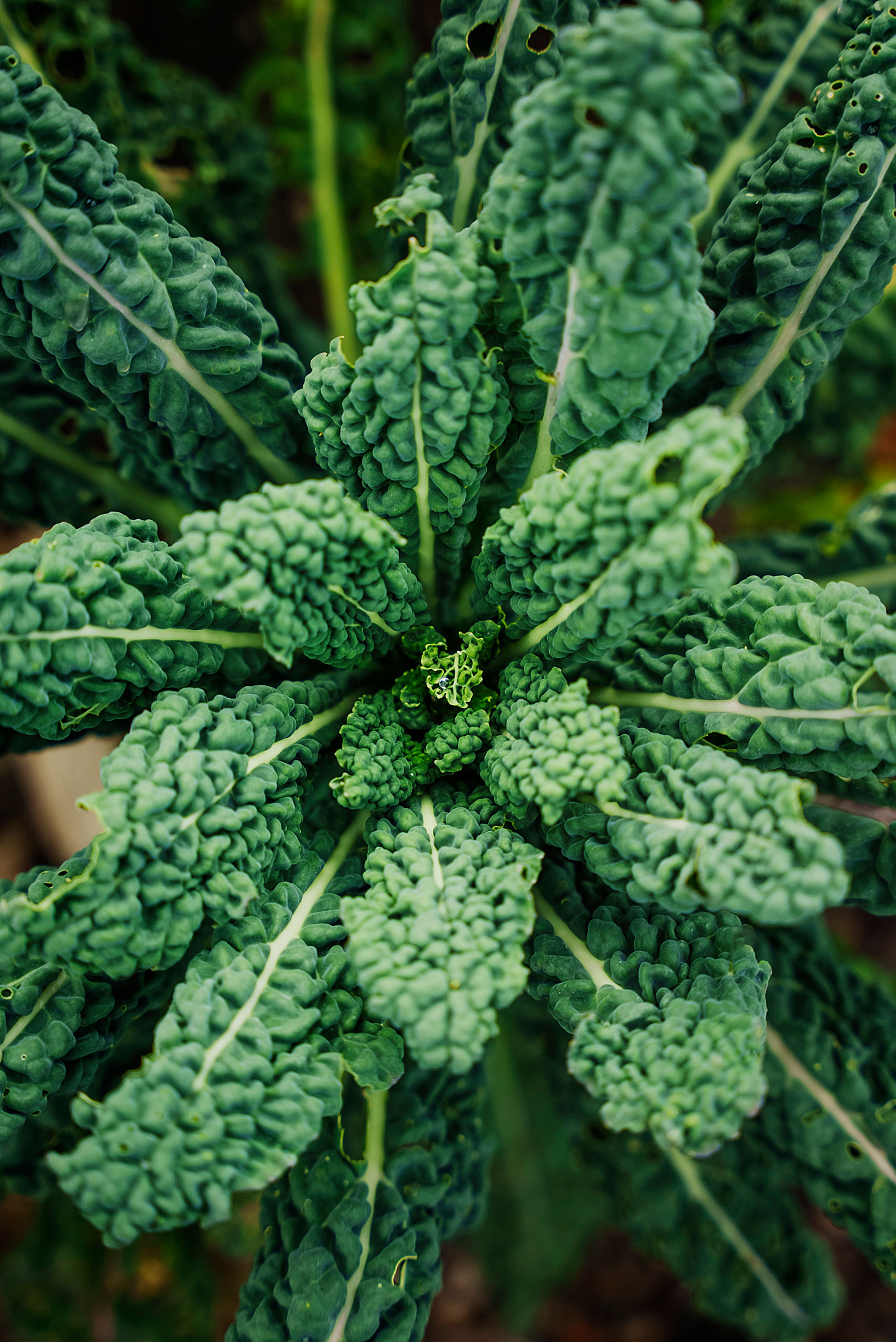 Foto av en kålplante.