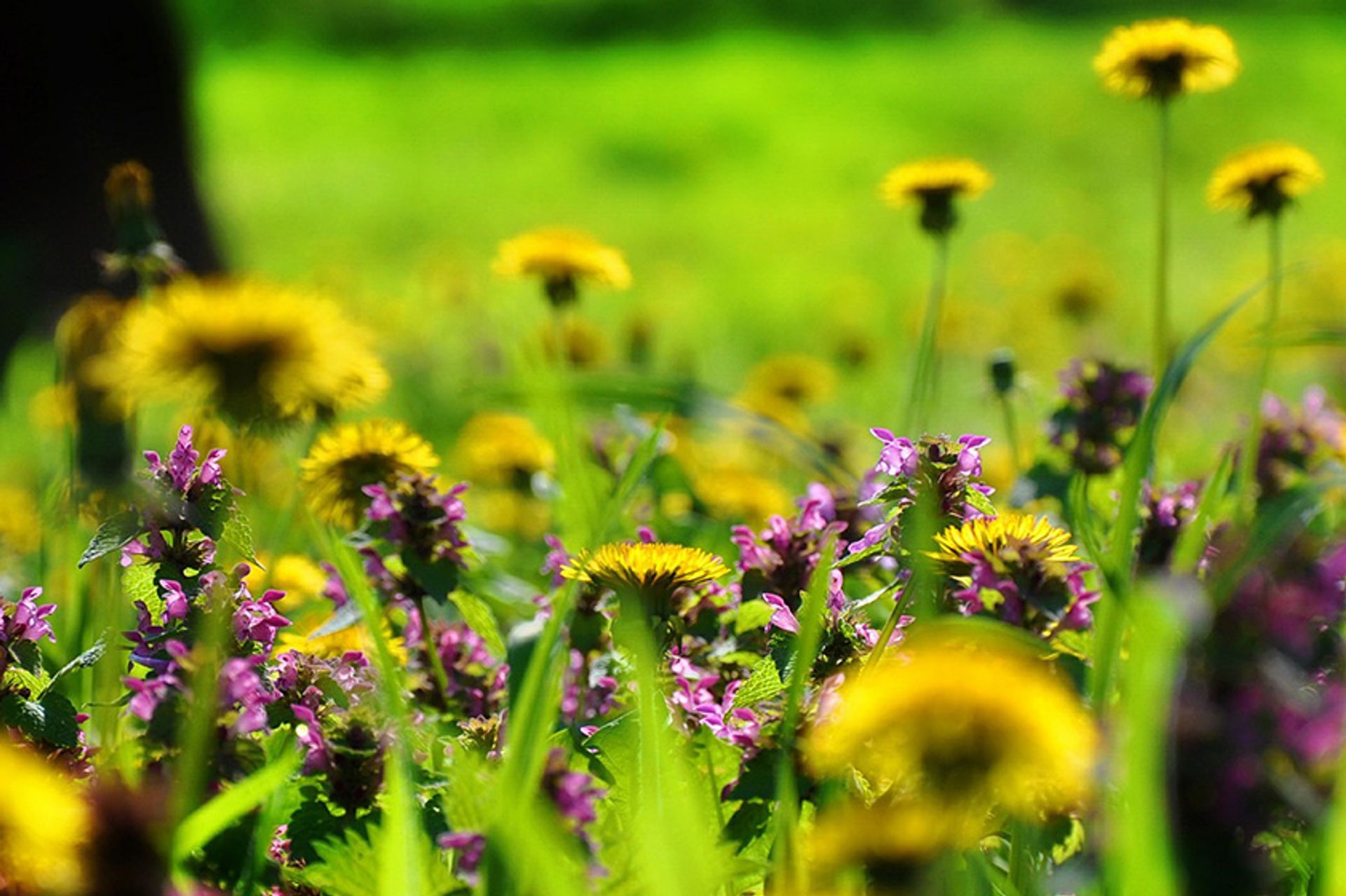 Blomstereng, bildet er tatt av Jenő Szabó fra Pixabay
