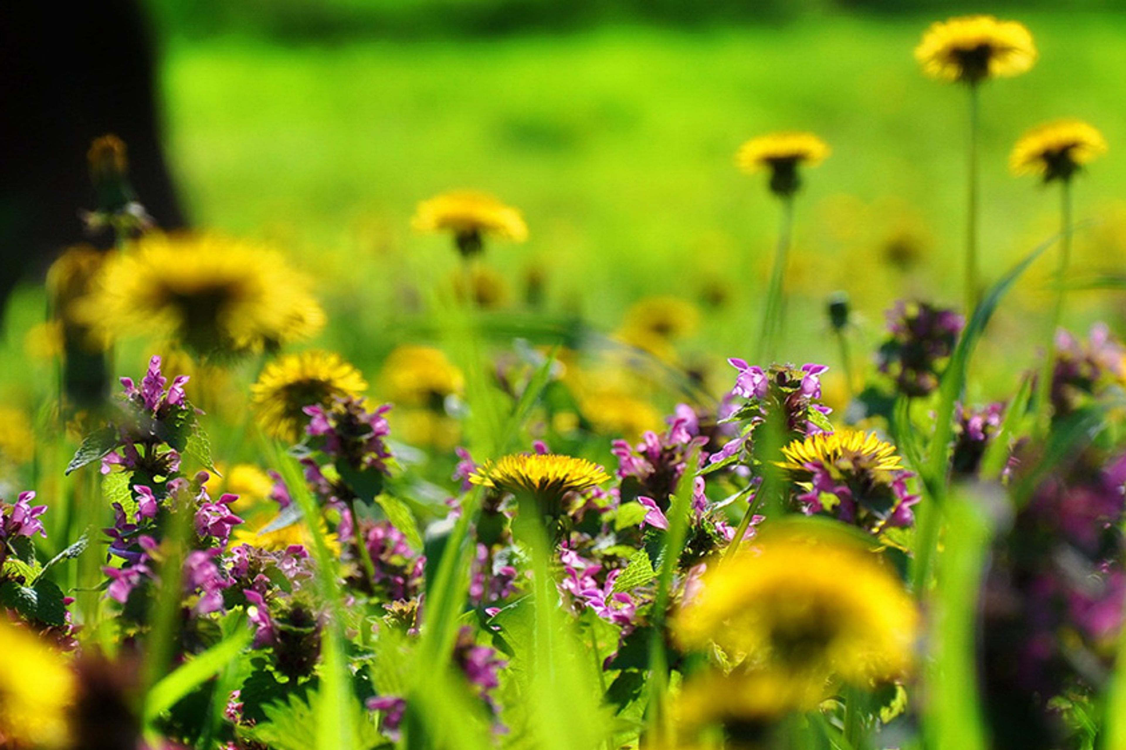 Blomstereng, bildet er tatt av Jenő Szabó fra Pixabay