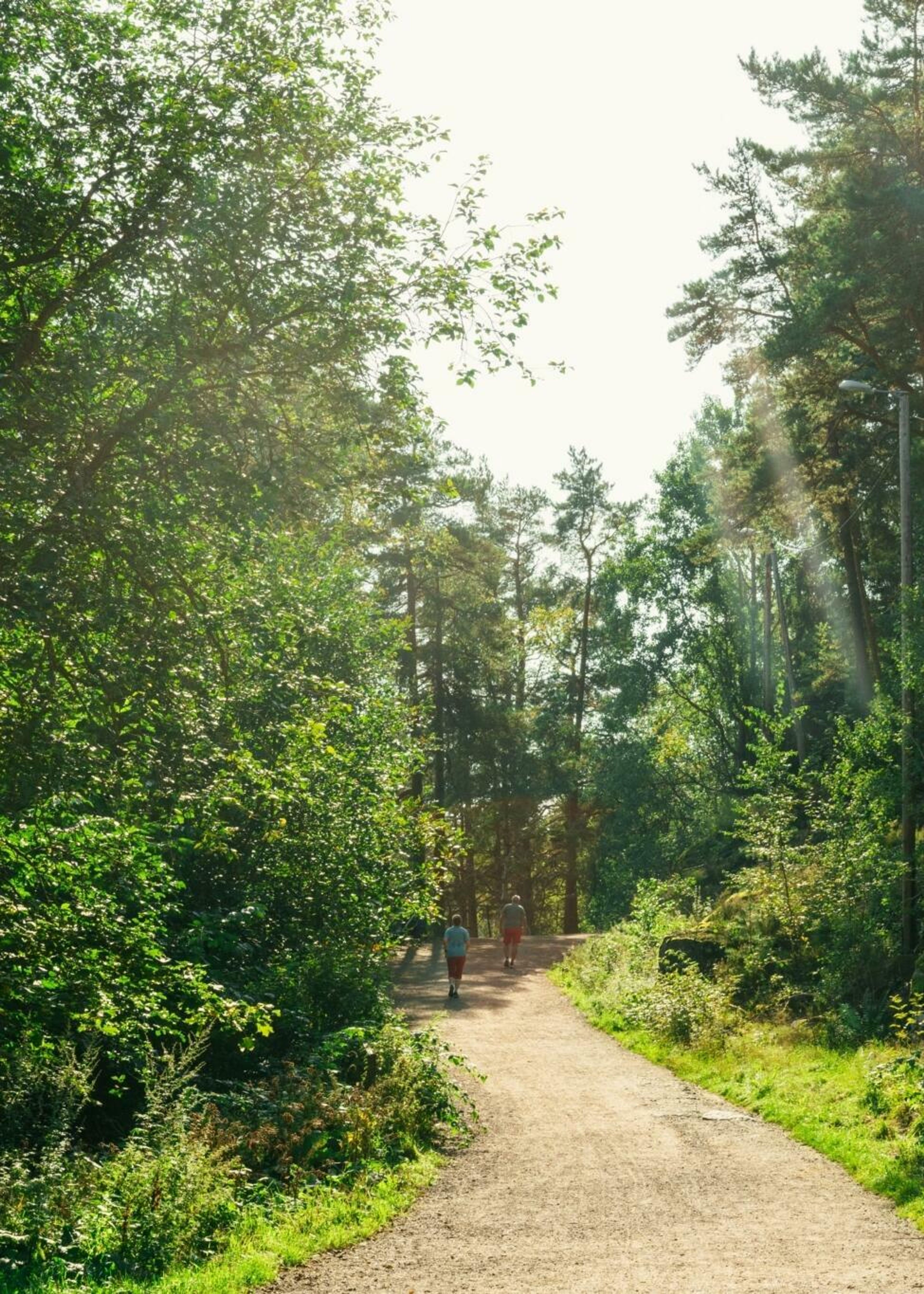 Sti i en skog på Mortensrud.