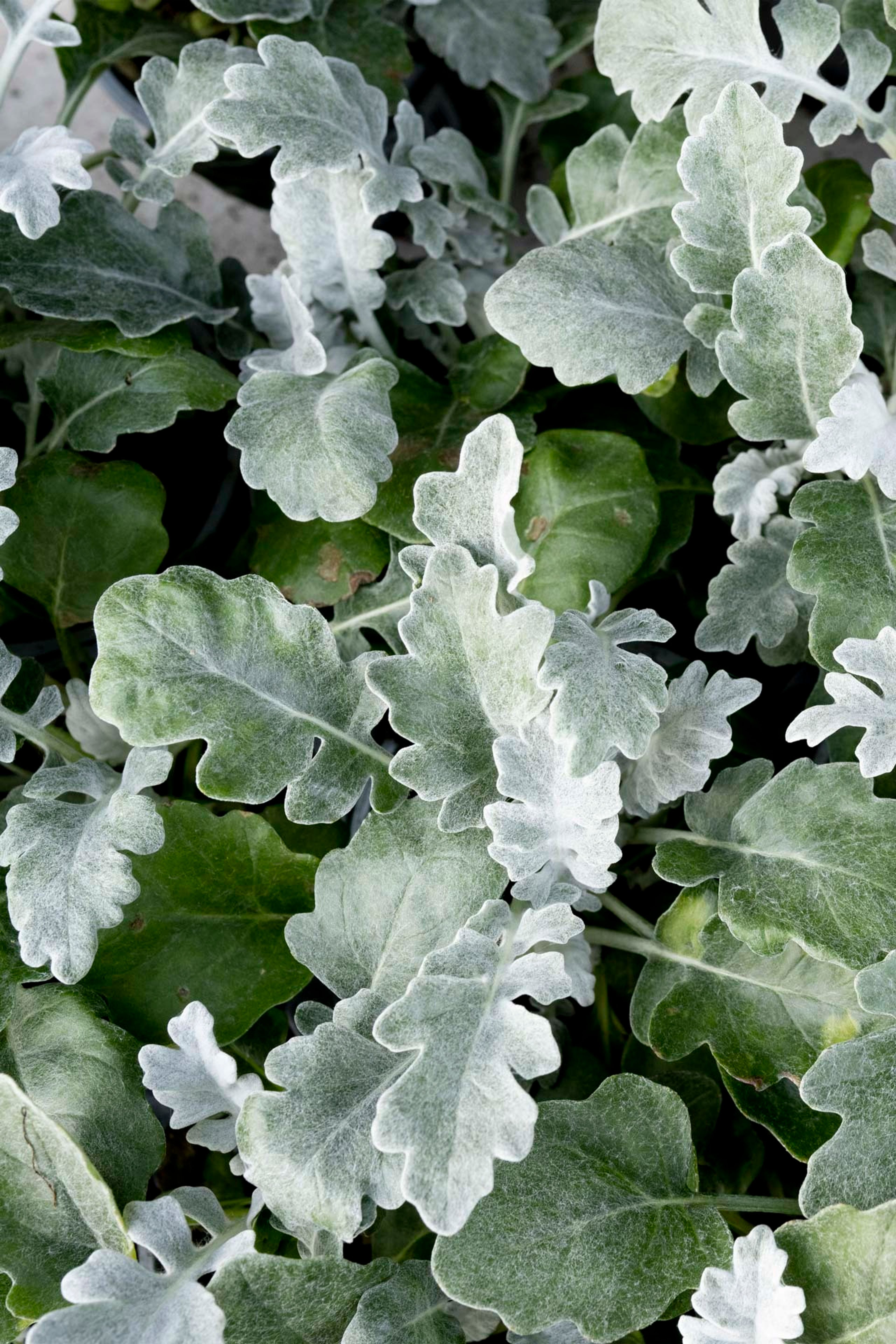 Nærbilde av blader i hagen