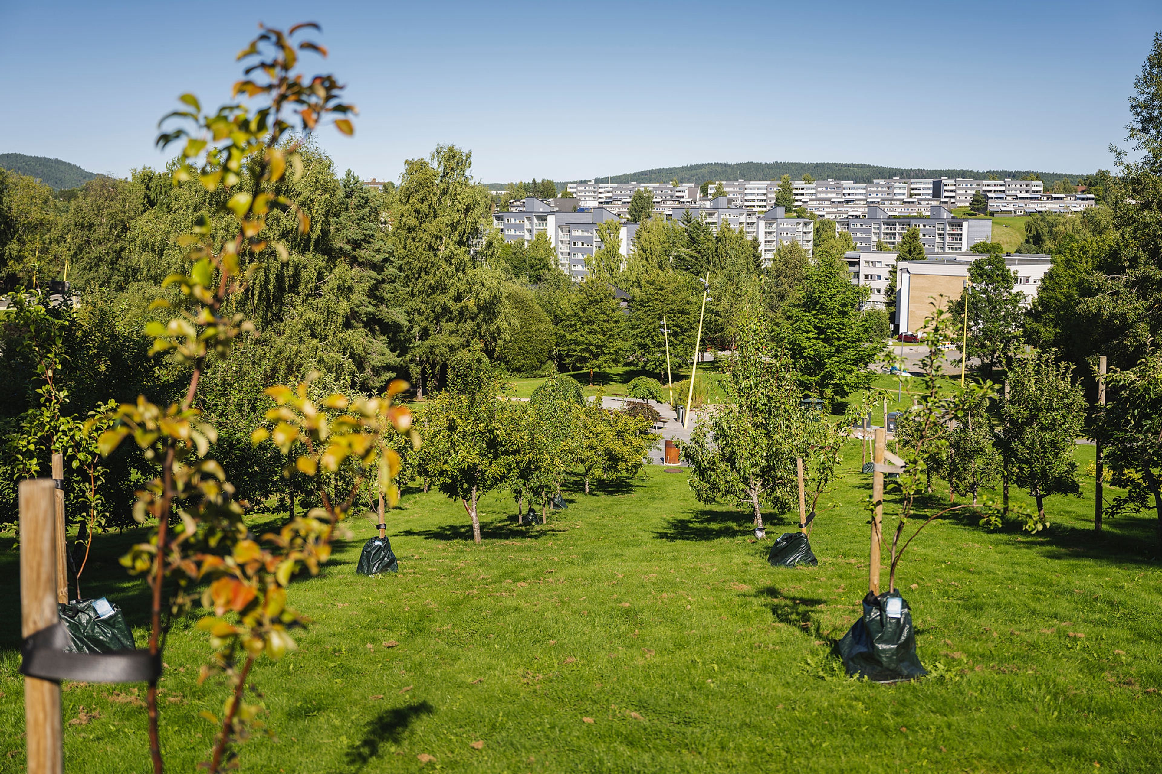 Grøntområde på Furuset.