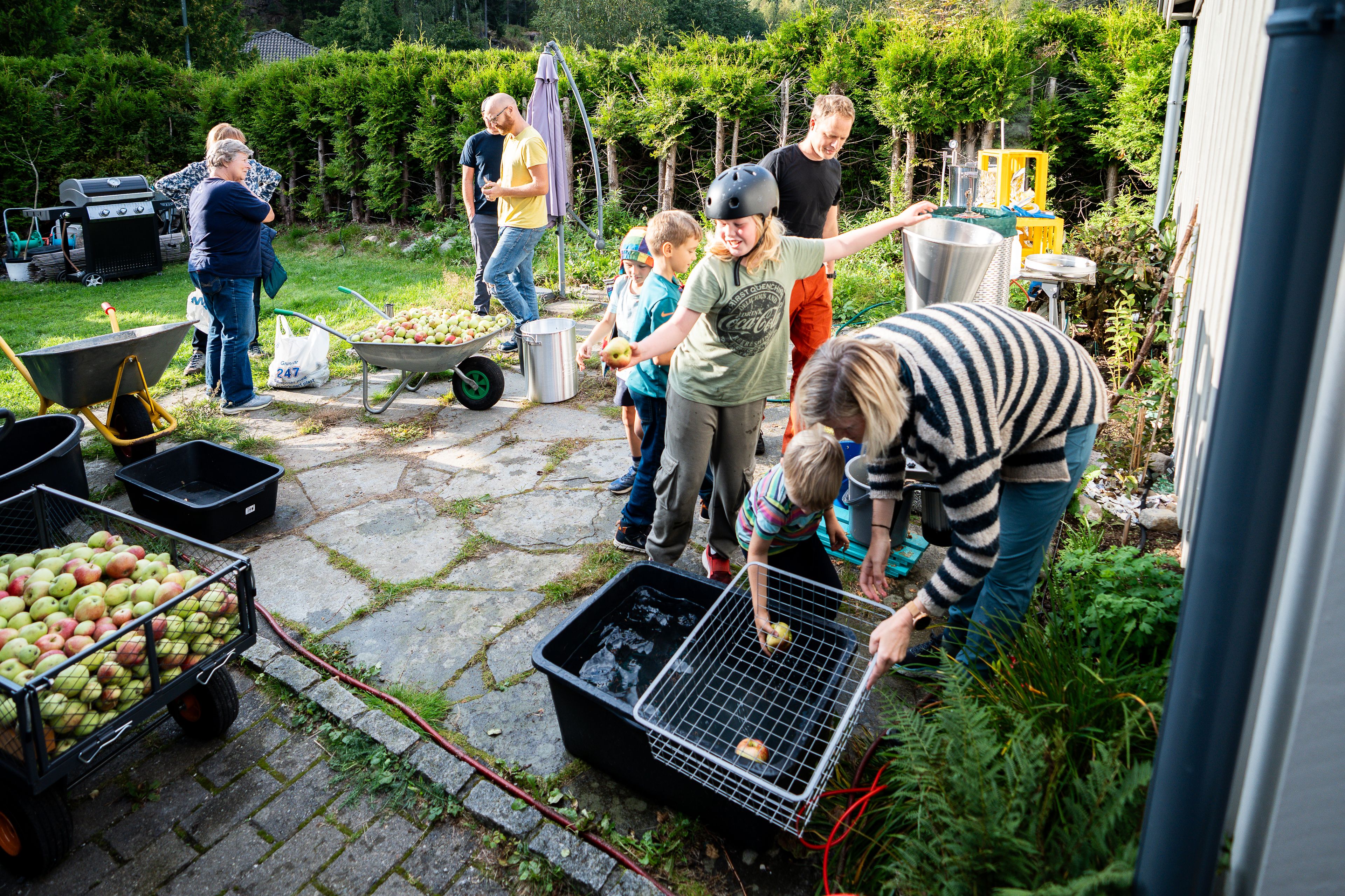 En hage fylt med både voksne og barn som hom håndterer epler og en eplepresse