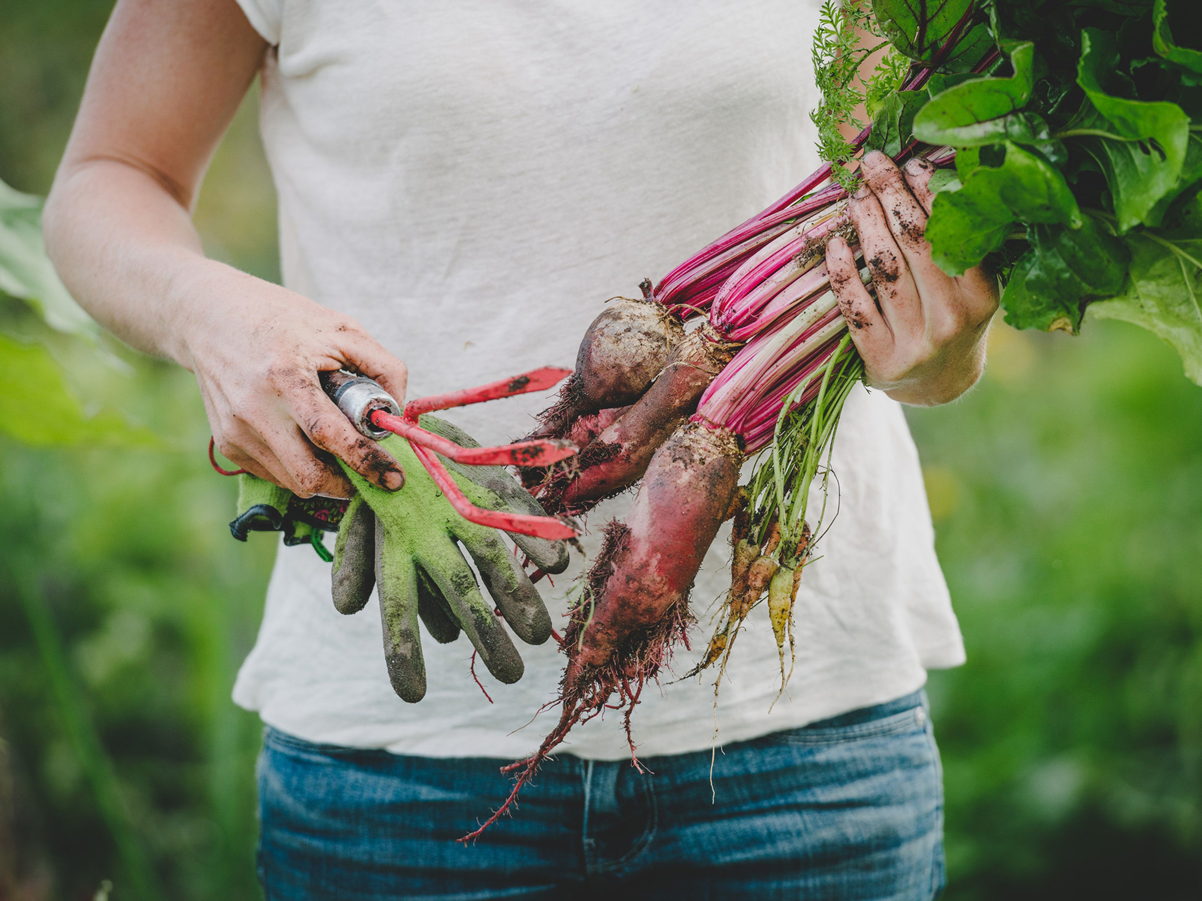 En person har plockat rödbetor i ett trädgårdsland