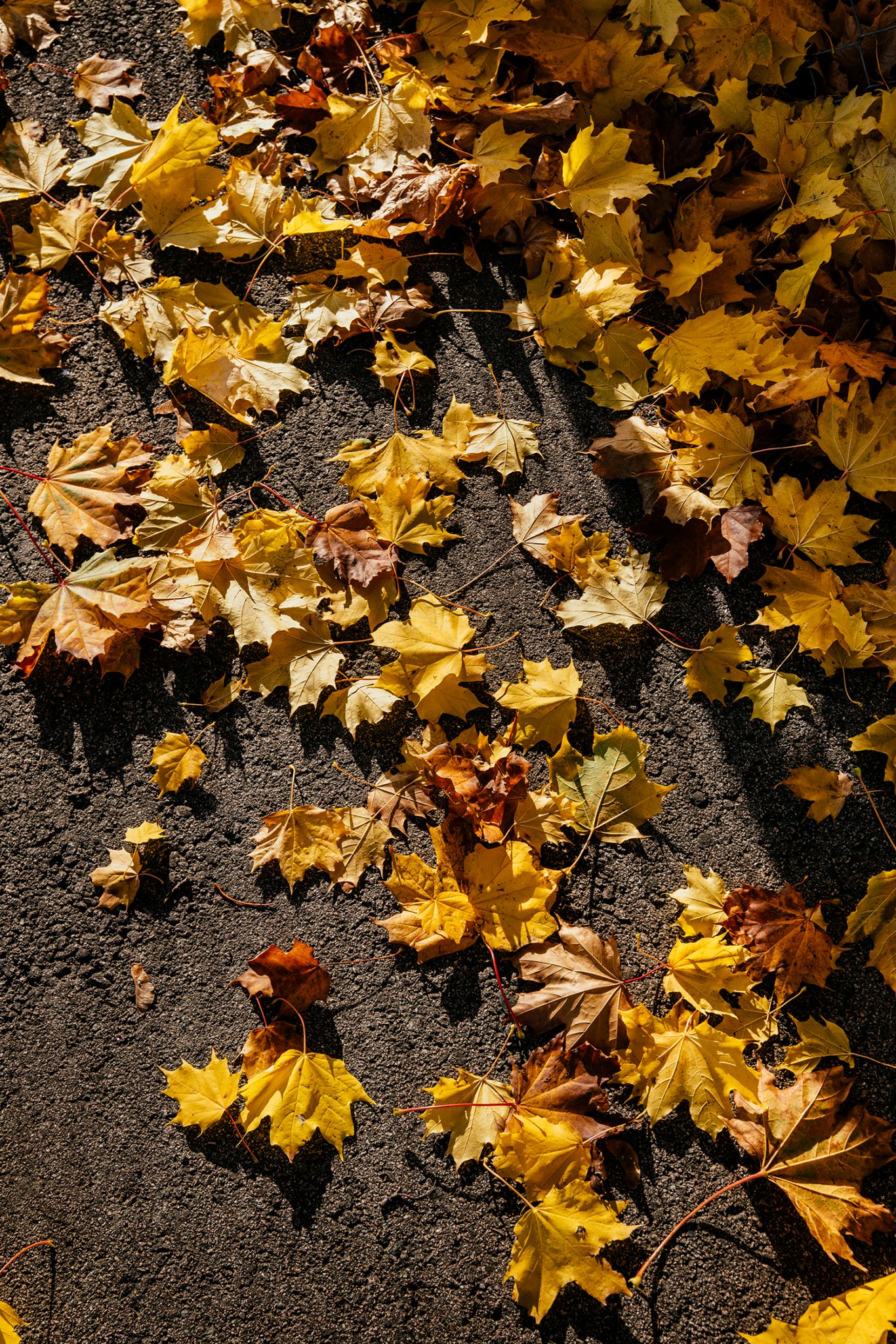 Illustrasjonsfoto av løv på bakken.