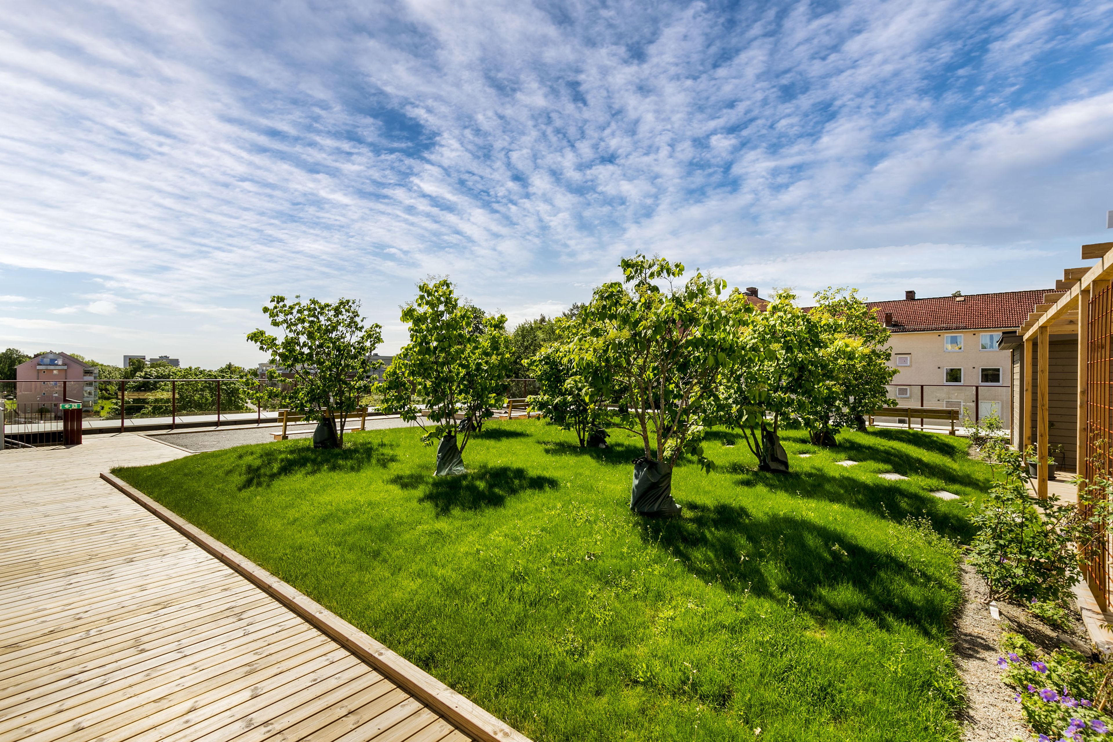 Felles terrasse med fokus på grøntområde med gress og trær.