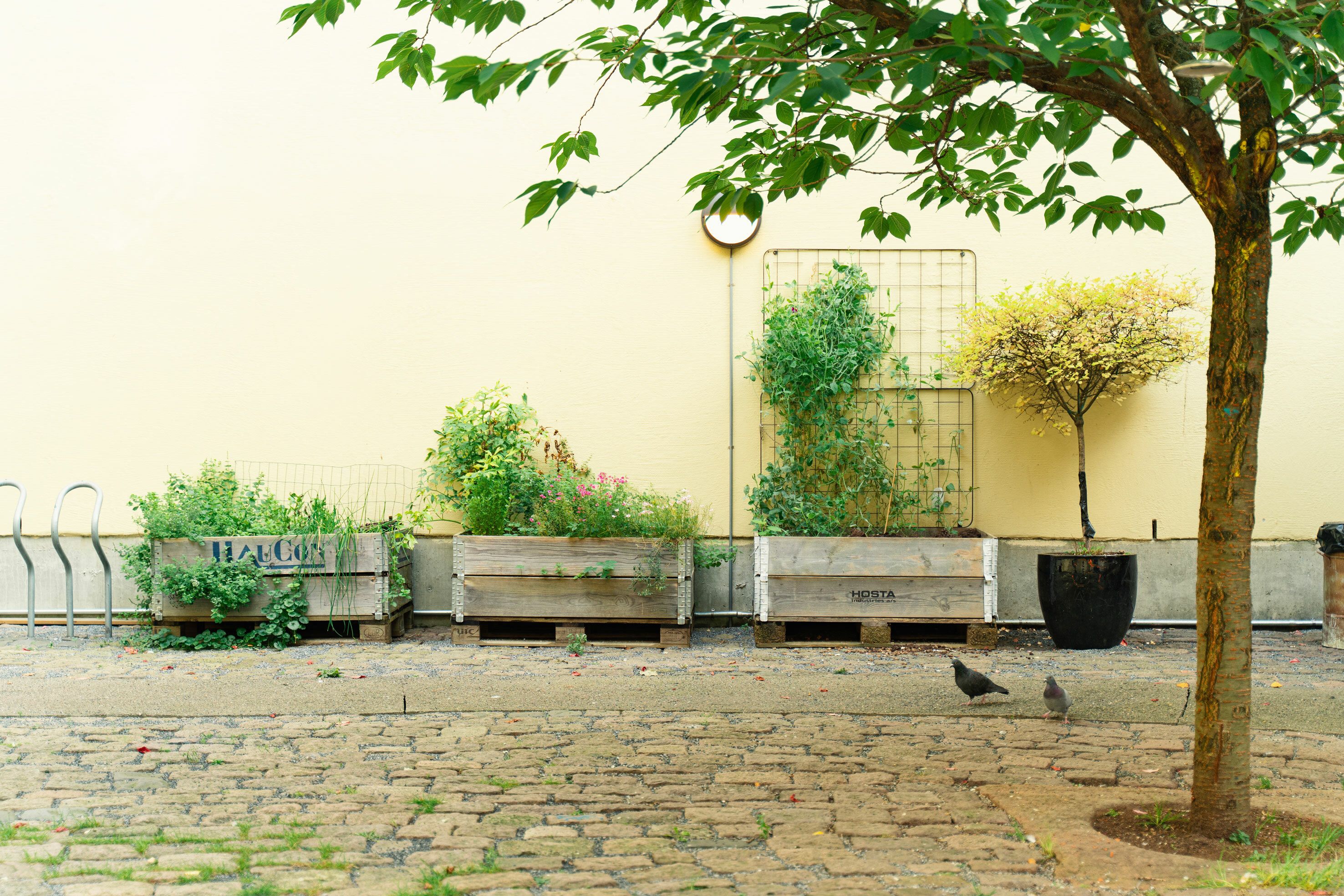 Foto av bakgården i Pilestredet 30