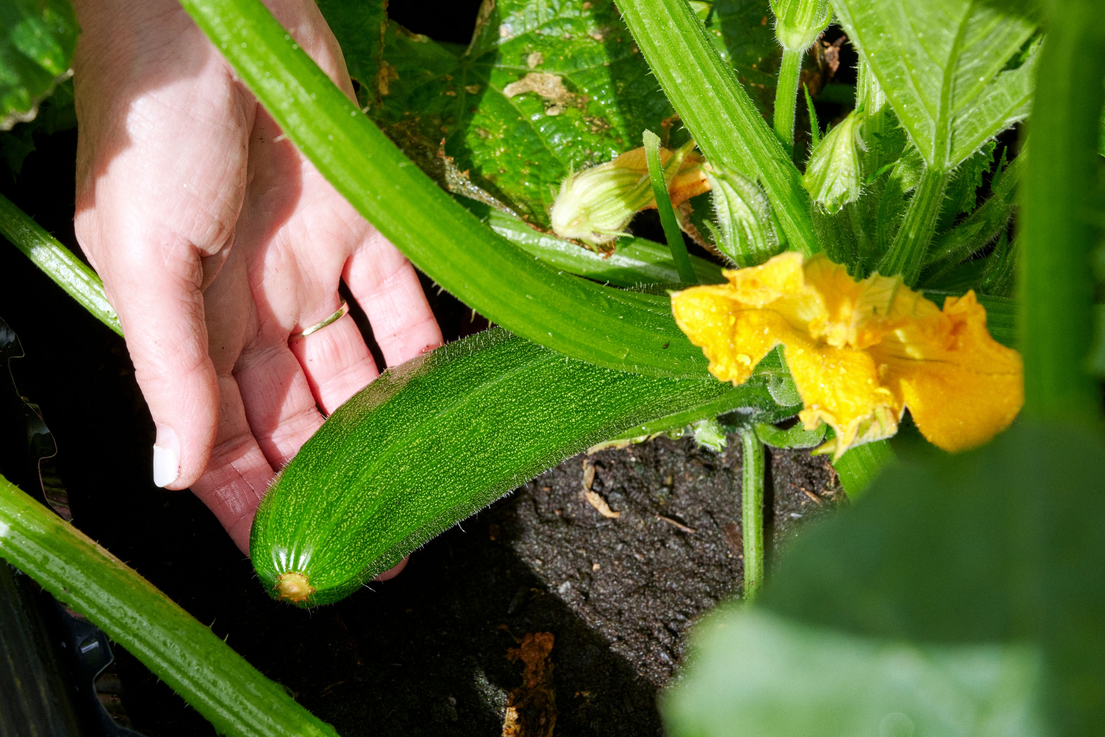 Nærbilde av en hånd som studerer en squashplante.