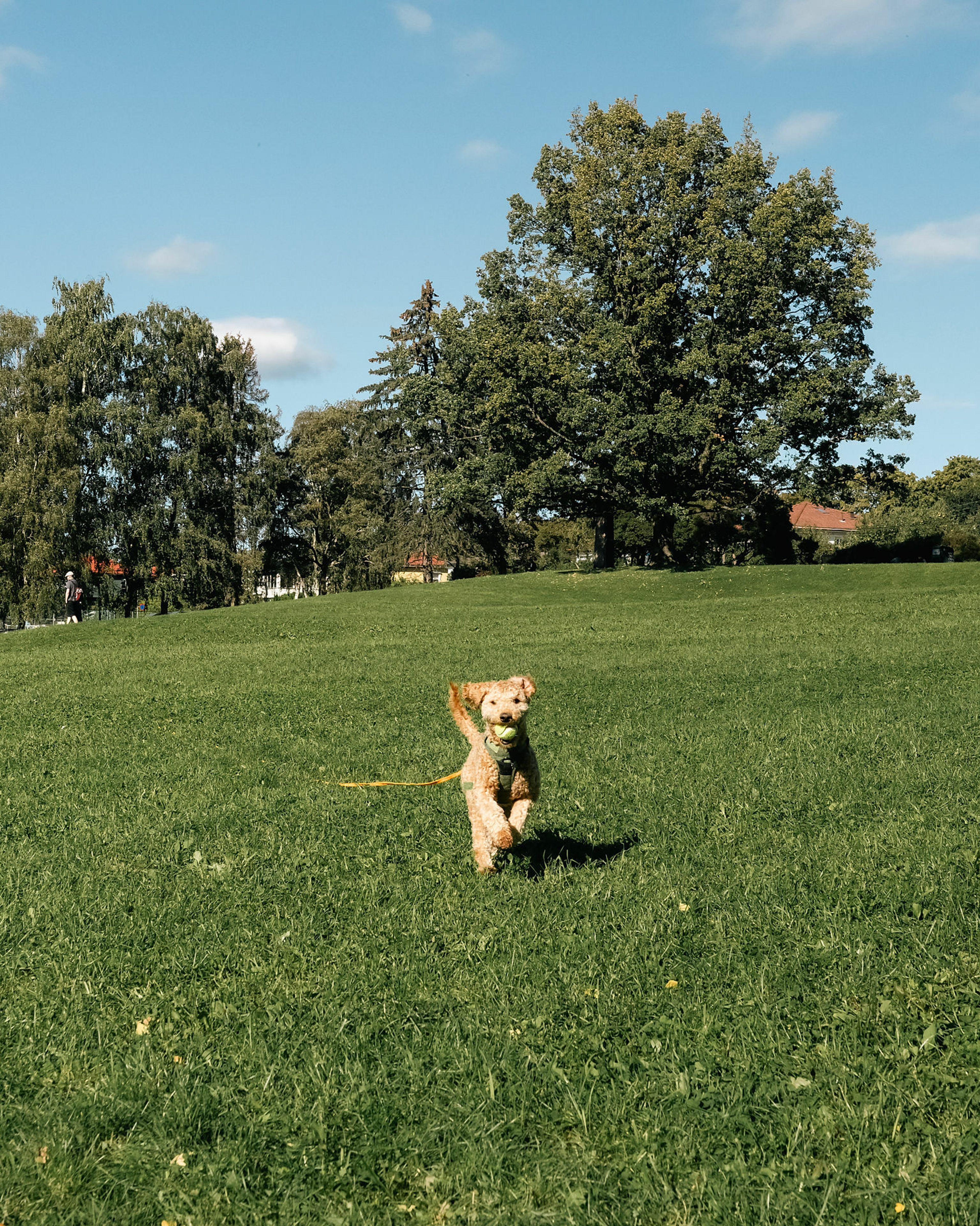 Foto av hund som løper på Sinsenjordet på Løren