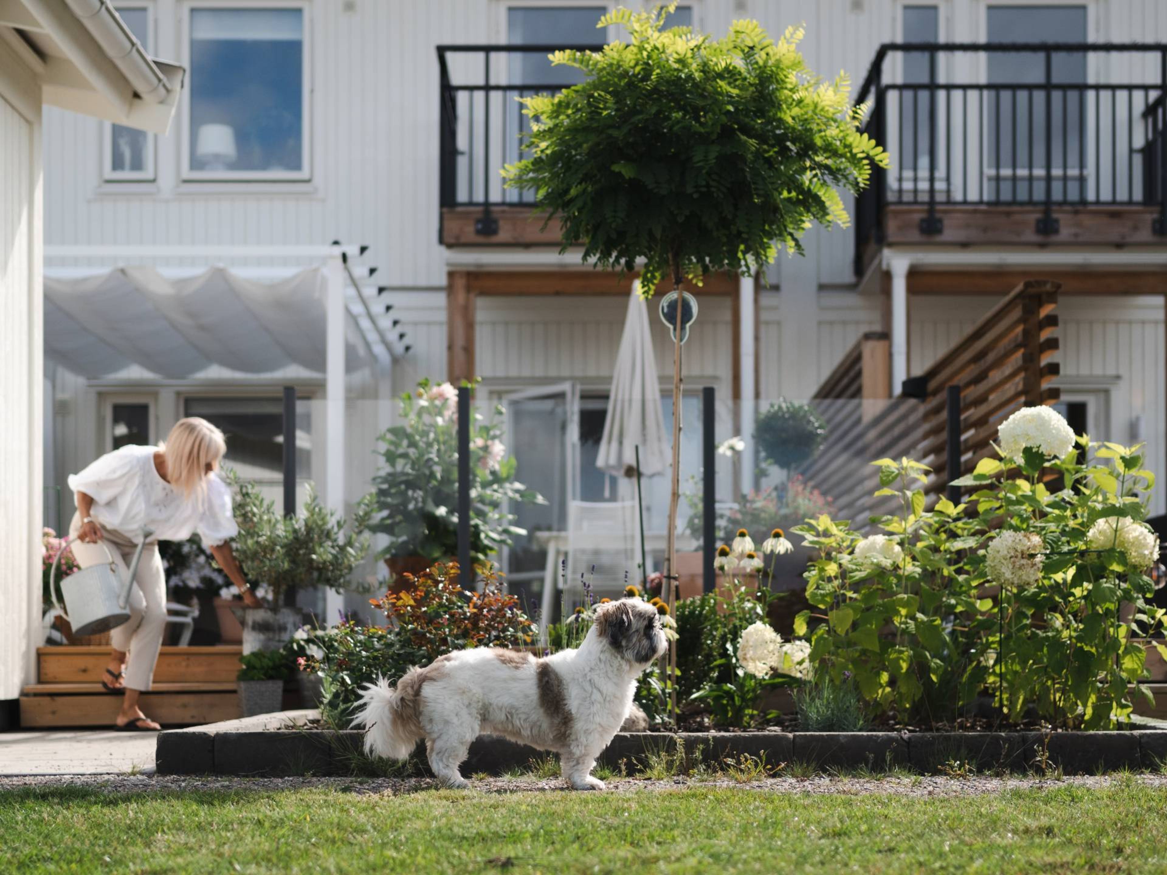 kvinna vattnar blommor och hund står på gräset