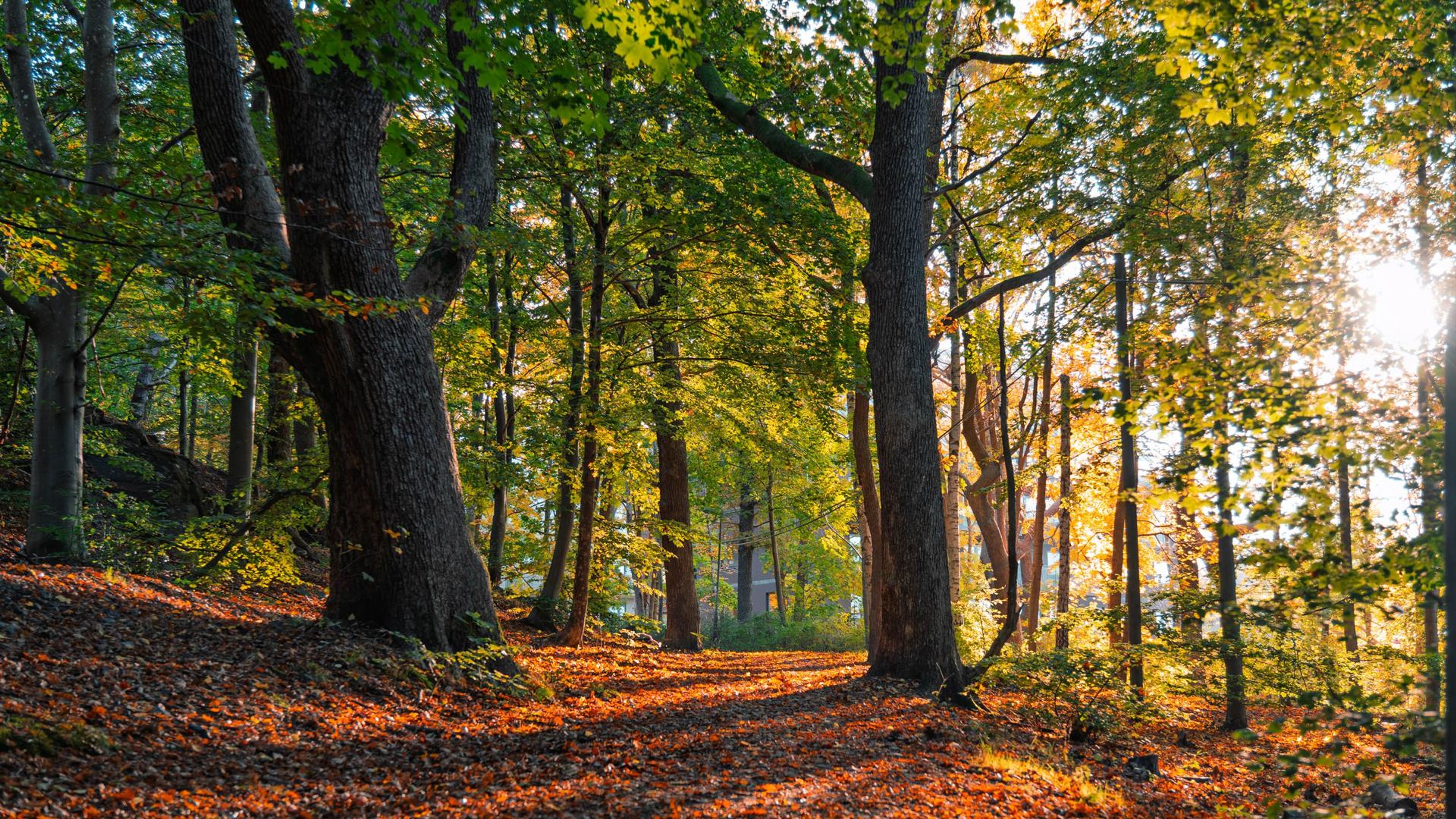 Gångväg skog
