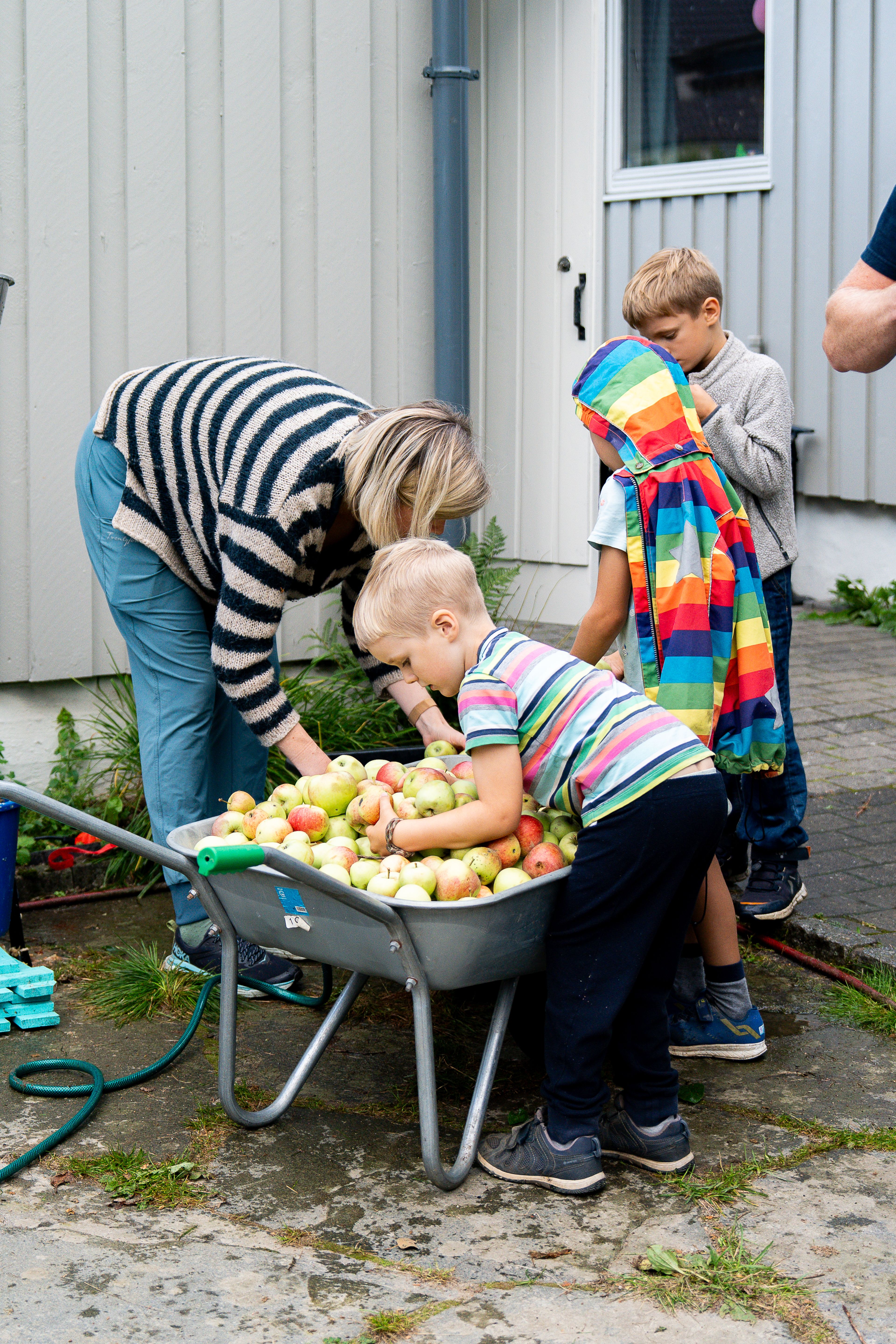 En voksen og to barn står rundt en trillebår med epler