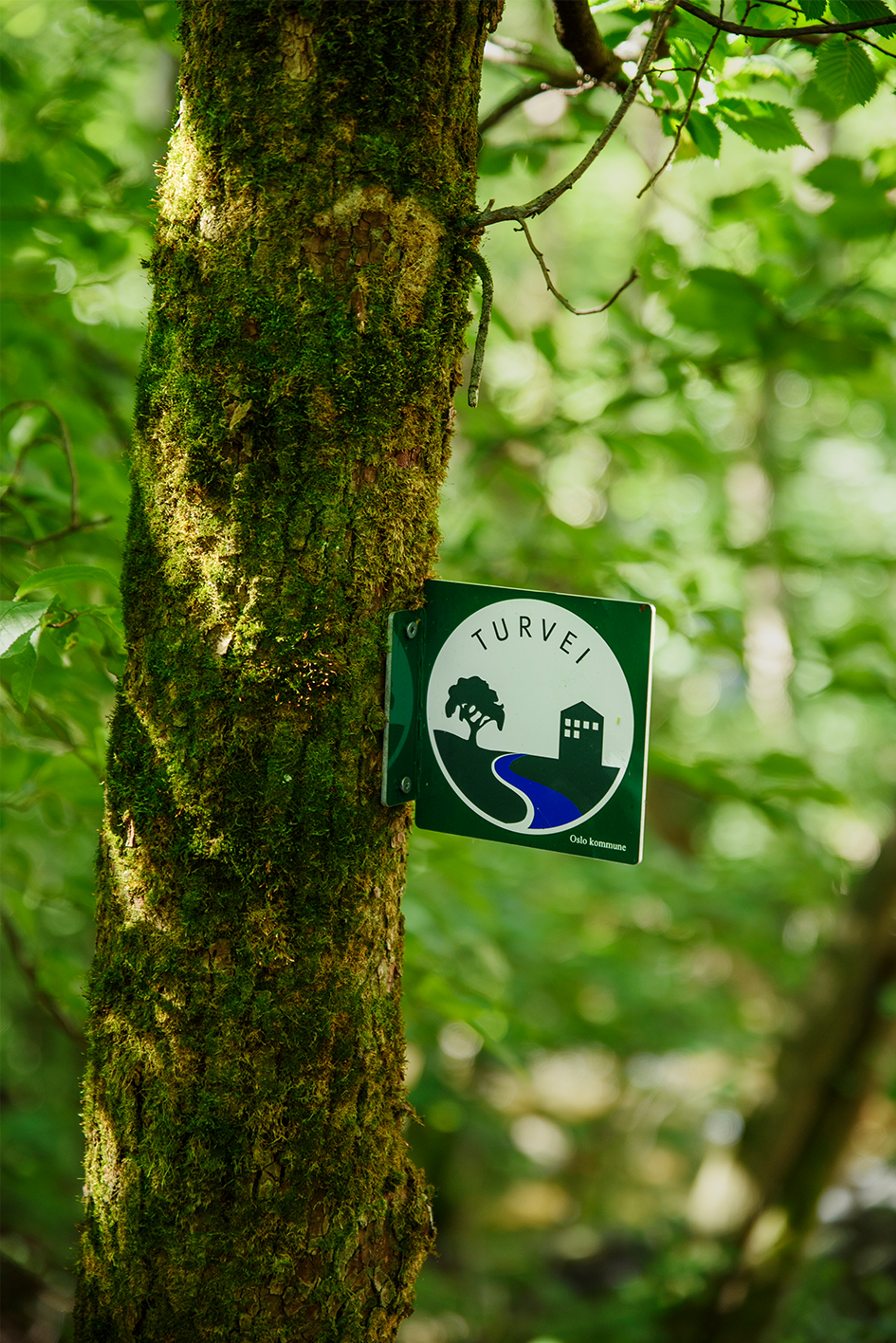 Bilde av en trestamme i en skog med et lite skilt stikkende ut fra stammen. På skiltet står det Turvei, etterfulgt av Oslo Kommune