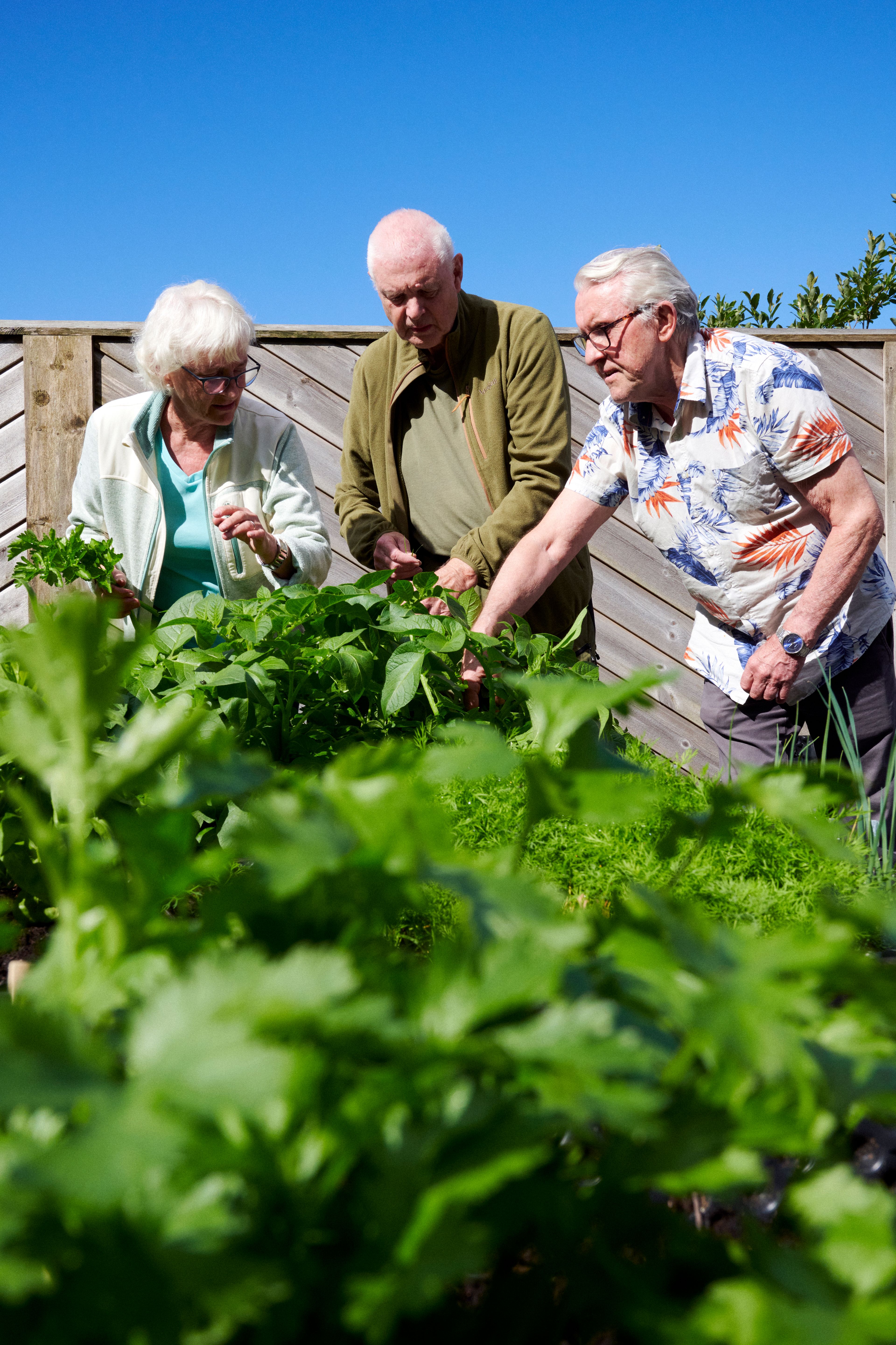 To menn og en kvinne studerer urter og grønnsaker de har dyrket i dyrkekasser.