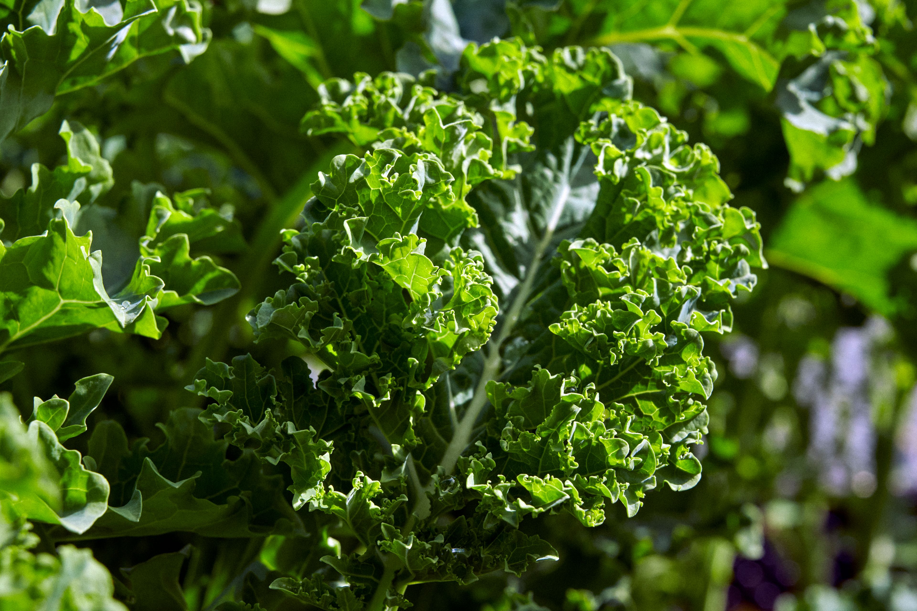 Nærbilde av grønnkål.