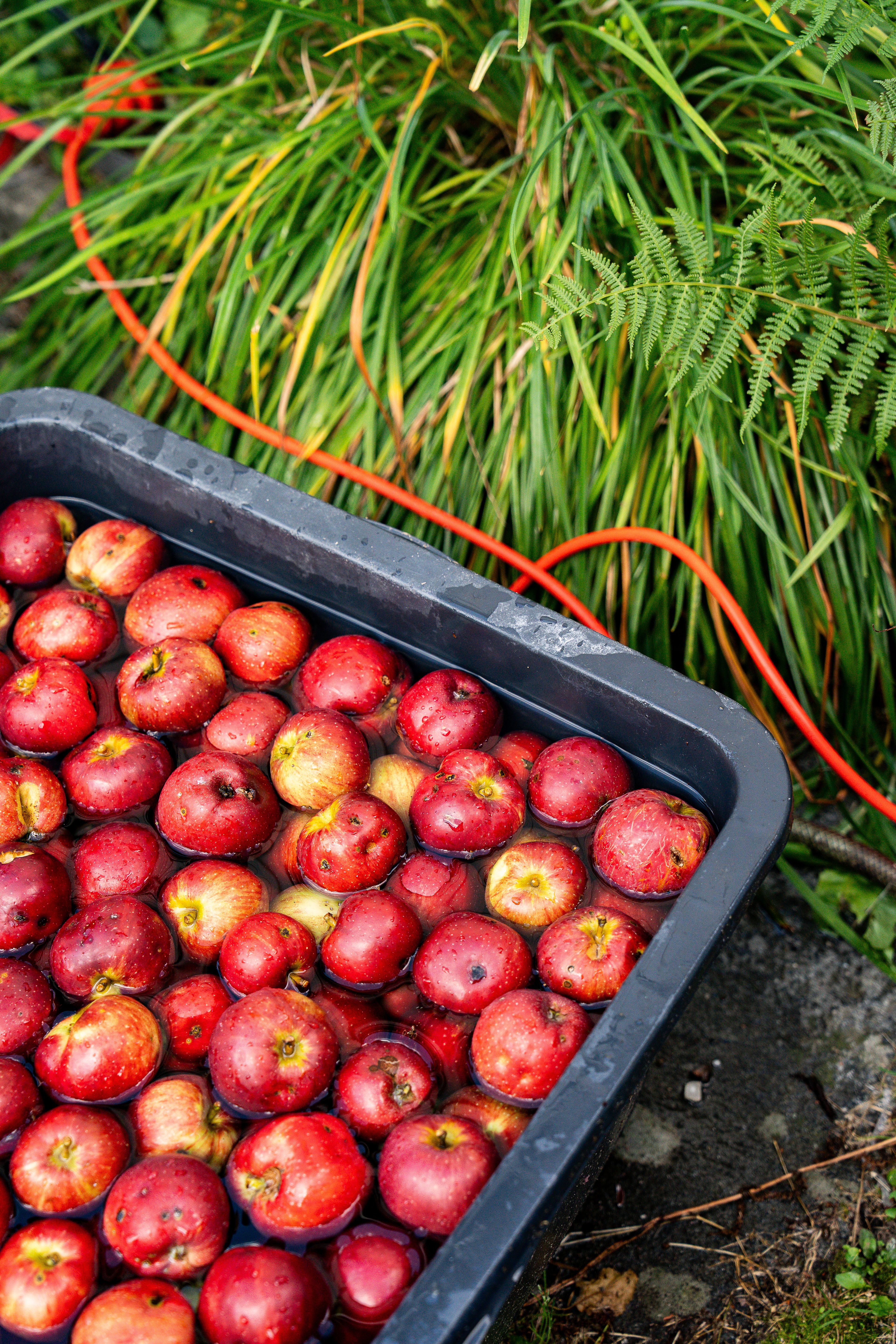 Nærbilde av et kar med røde epler oppi