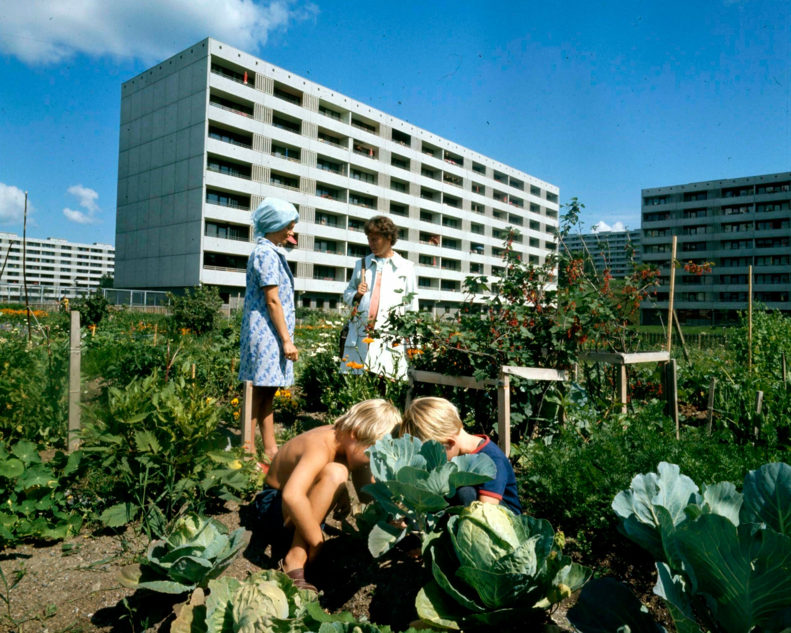 Historisk bilde av parsellhage ved borettslag