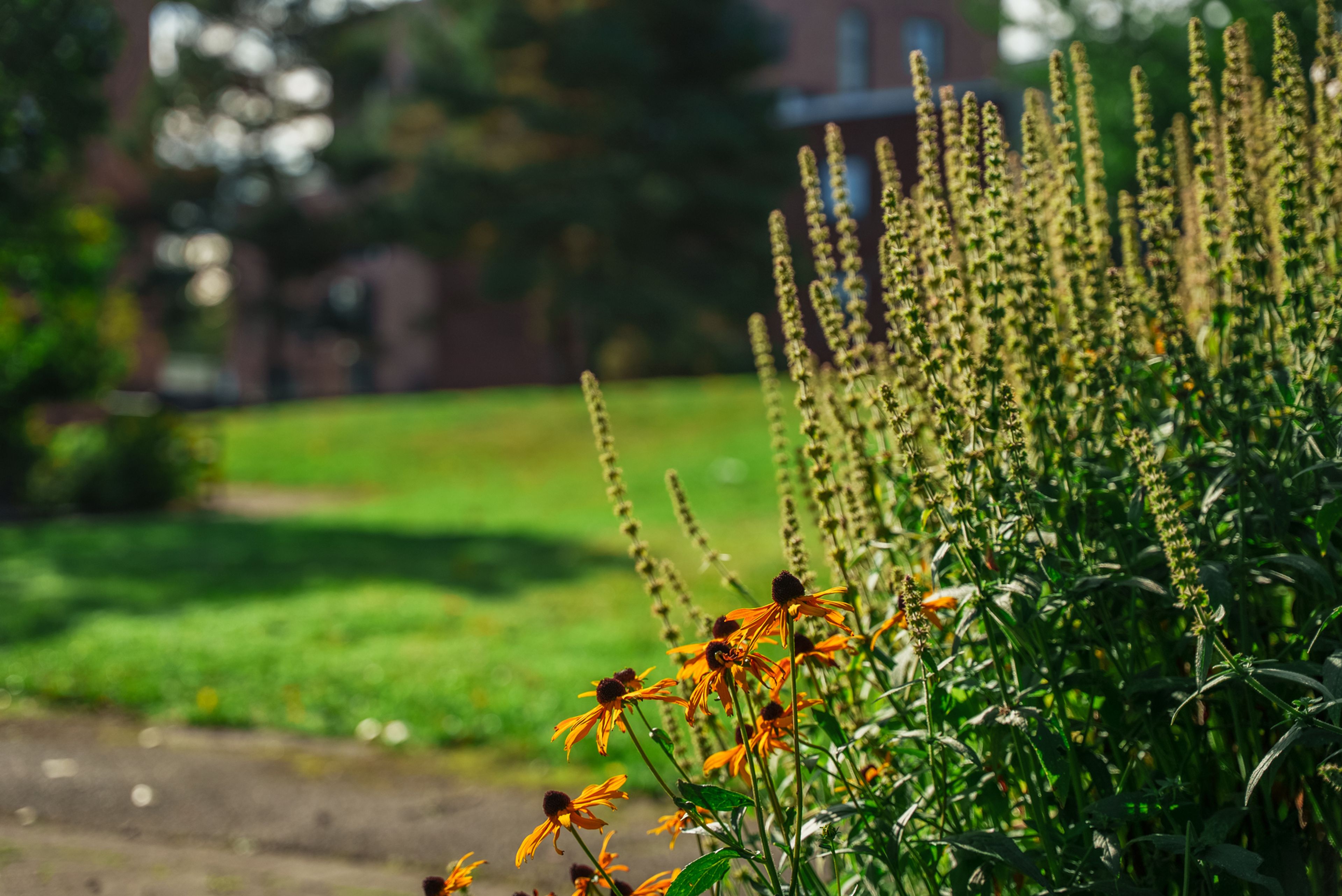 Vakre blomster og grønn plen i bakgrunnen