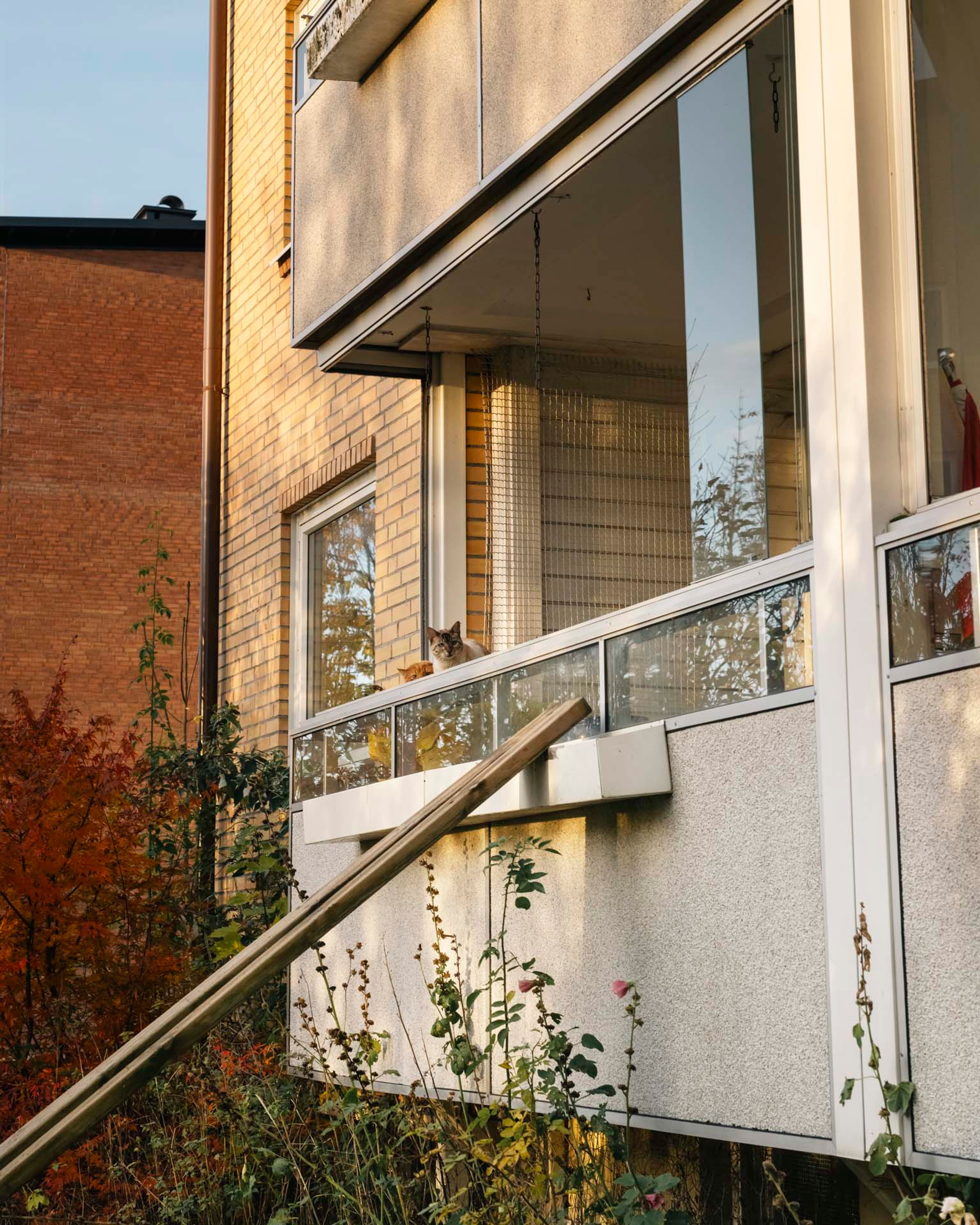 Katt som sitter på en balkong i Munkelia borettslag, med høstfarger og sollys i bakgrunnen.