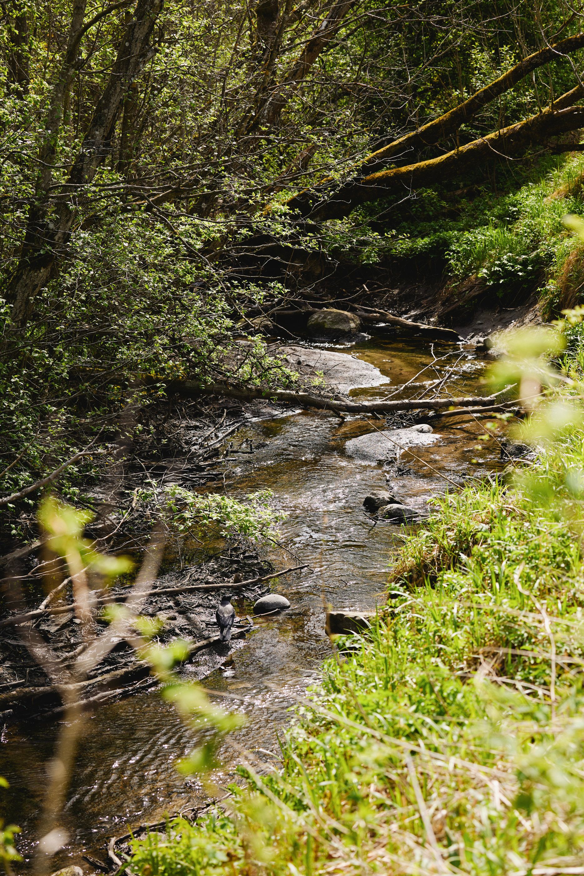 En stille bekk slynger seg gjennom grønt landskap en solrik vårdag