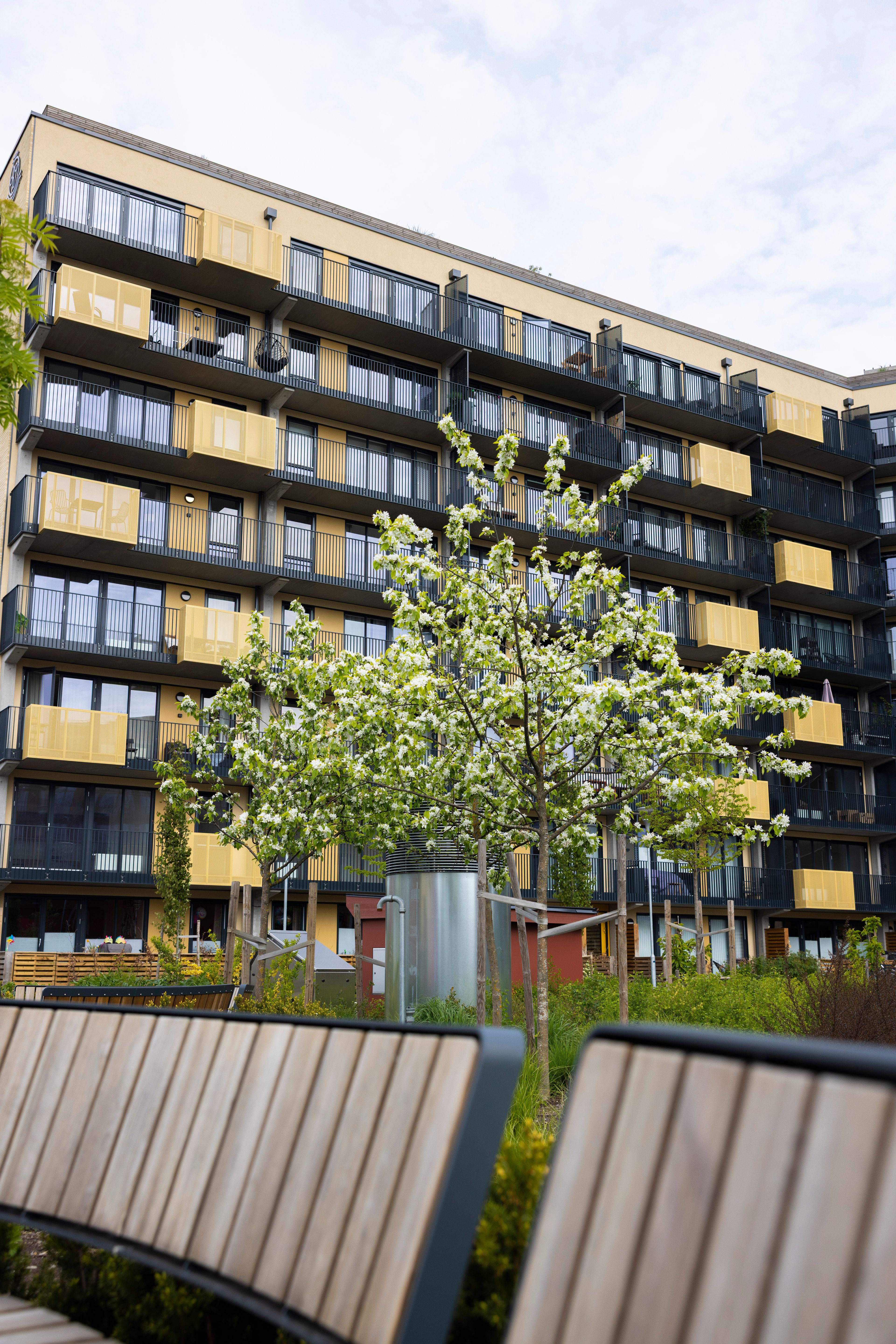 Et hvitblomstrende prydtre foran et leilighetsbygg med karakteristiske gule balkonger, med benker i forgrunnen.