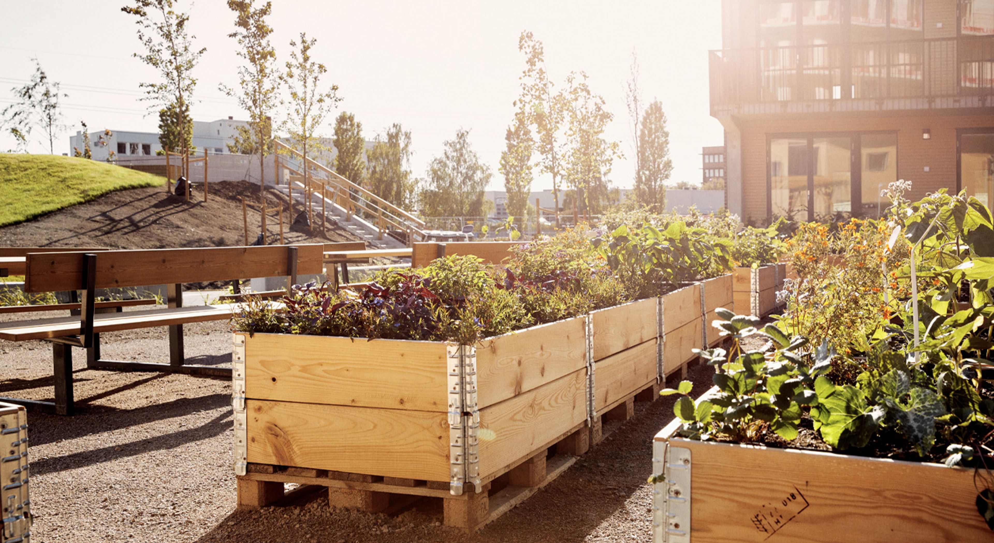 Plantekasser i uteområdet på Ulven med masse planter.,