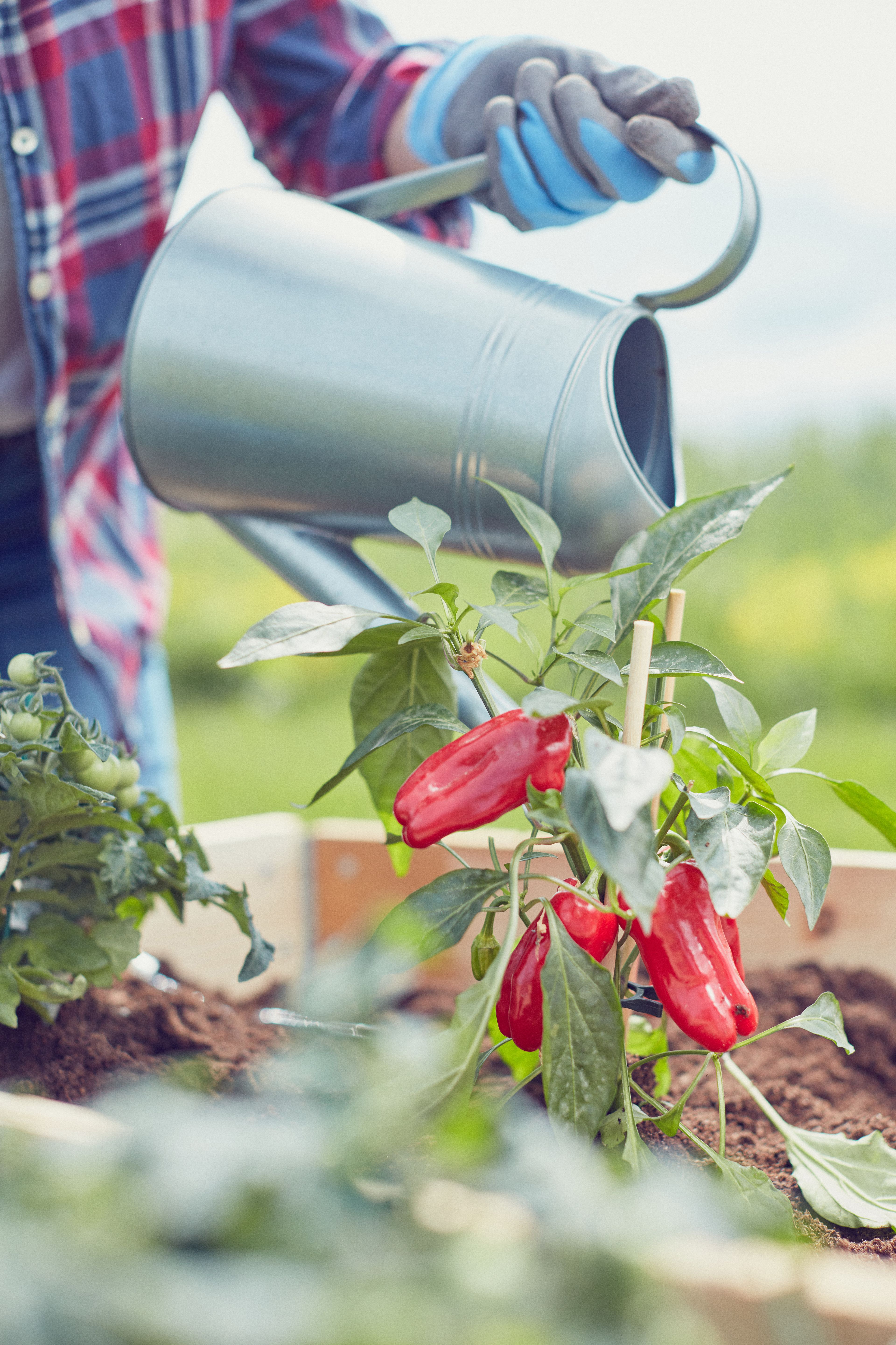 En person som vanner chilli i en blomsterkasse ved Sollitunet