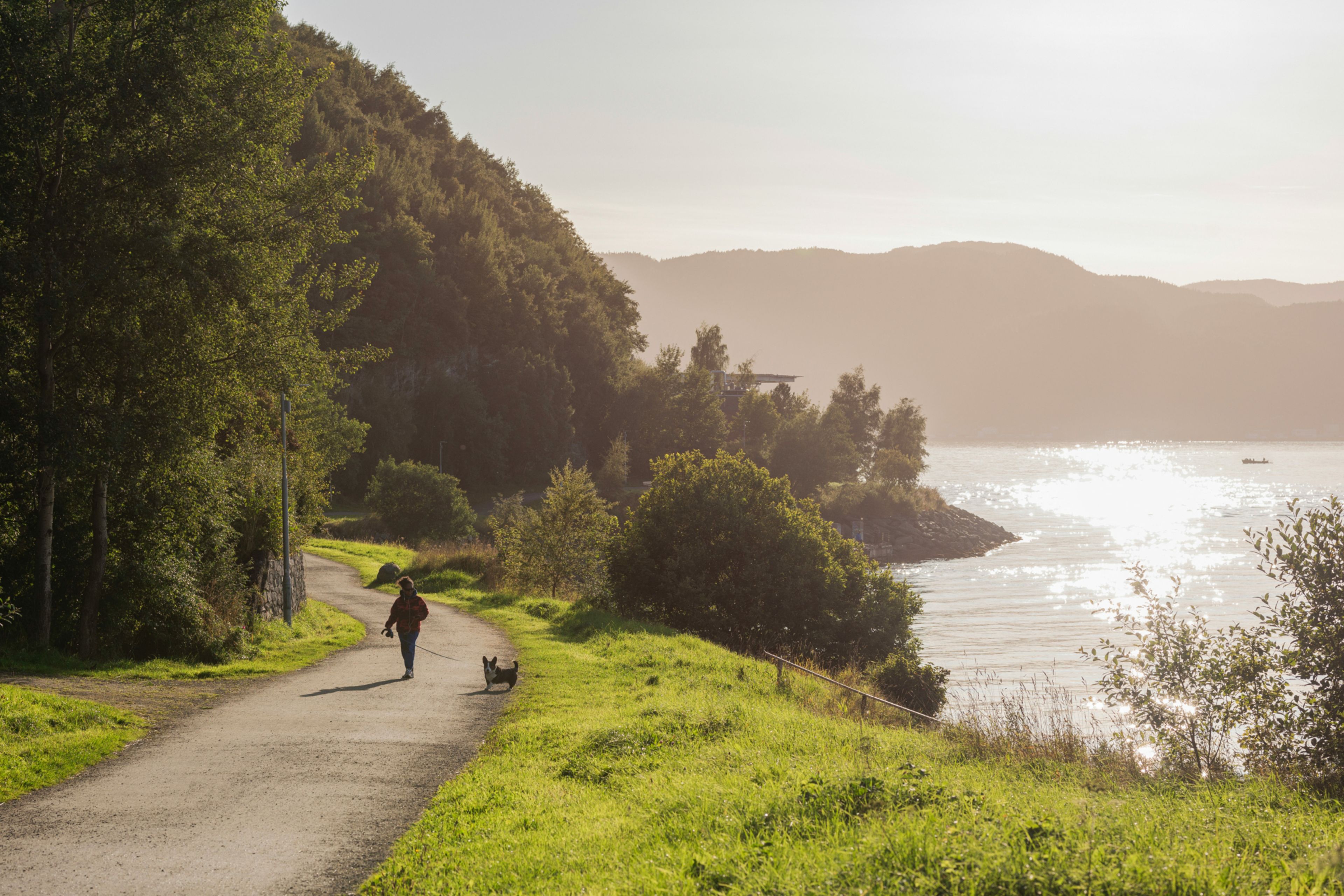 Dame som går tur med hund på Ladestien i Trondheim i sola.
