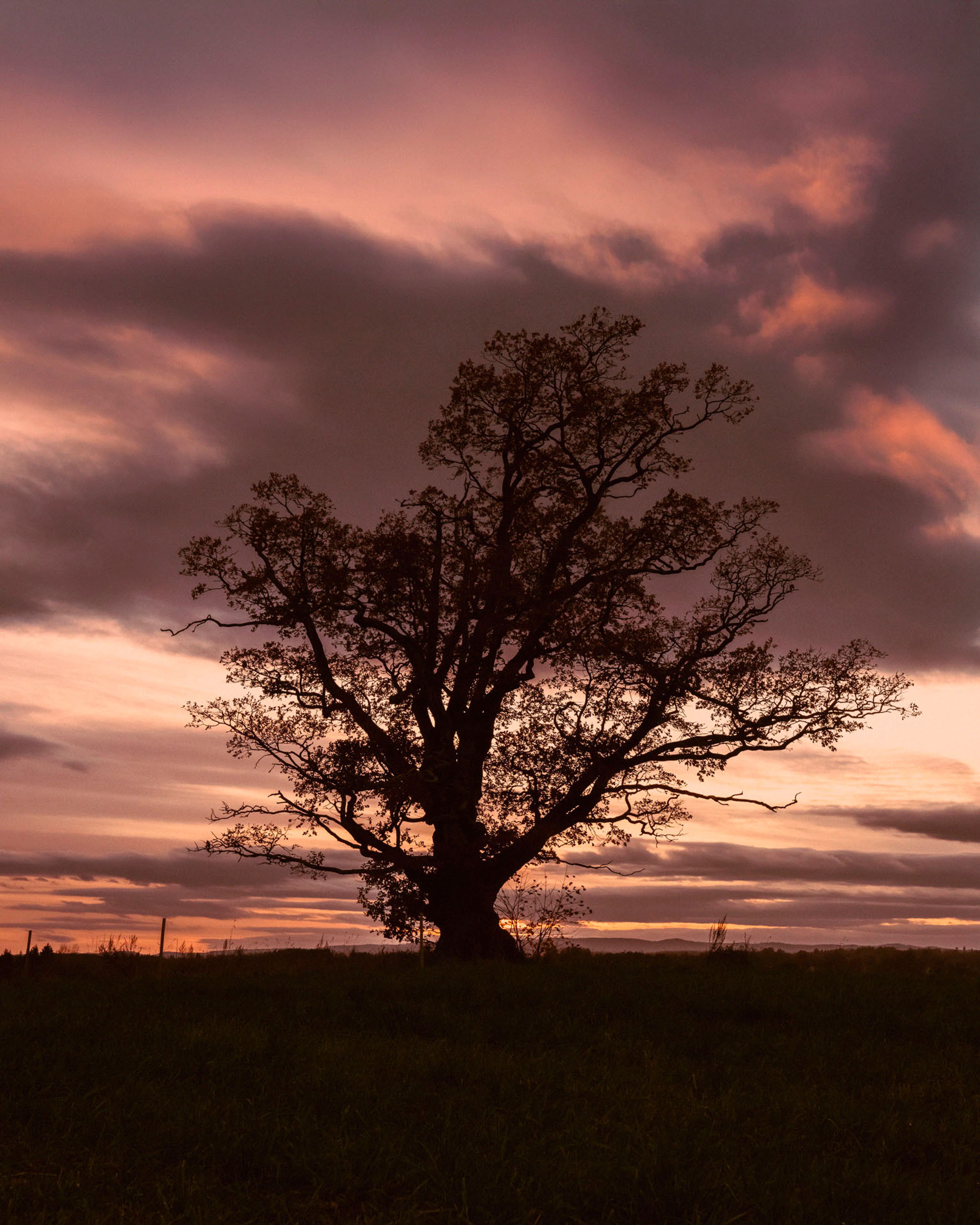 Foto av et eiketre ved NMBU i Ås, rundt solnedgang