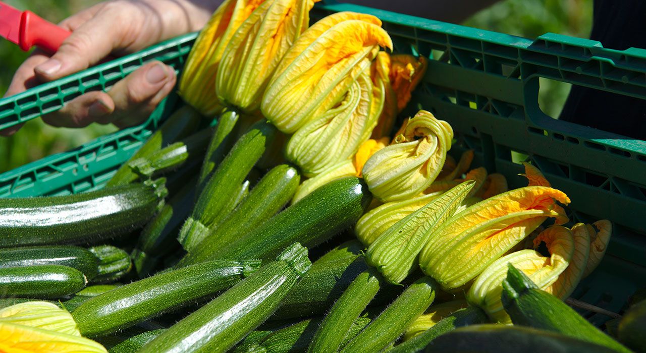 Squash høstet fra et samdyrkelag. Foto: Kjetil Korslien