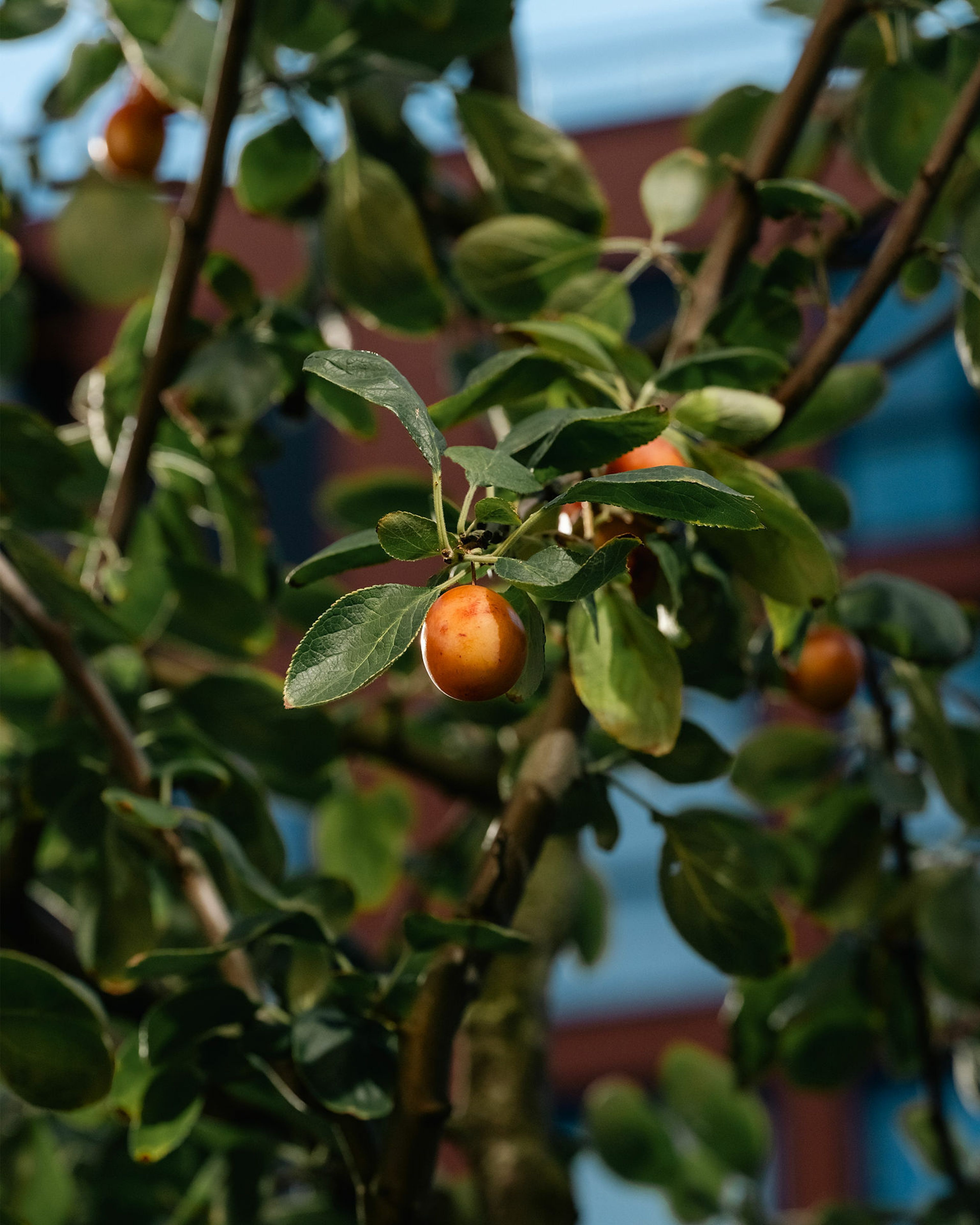 Foto av epletre mellom husene i Løren botaniske