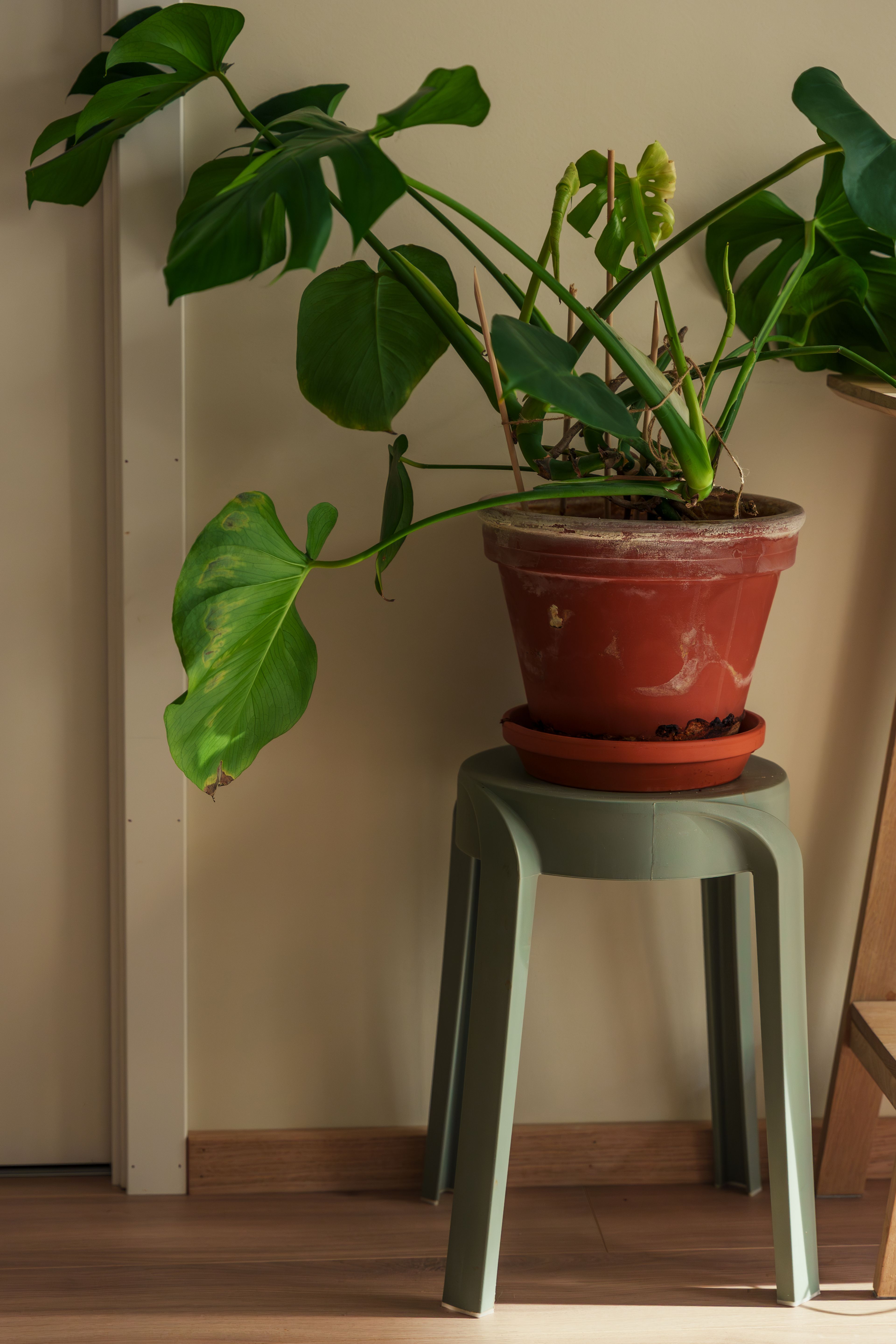 En grønnplante i terakottapotte på en grå krakk.