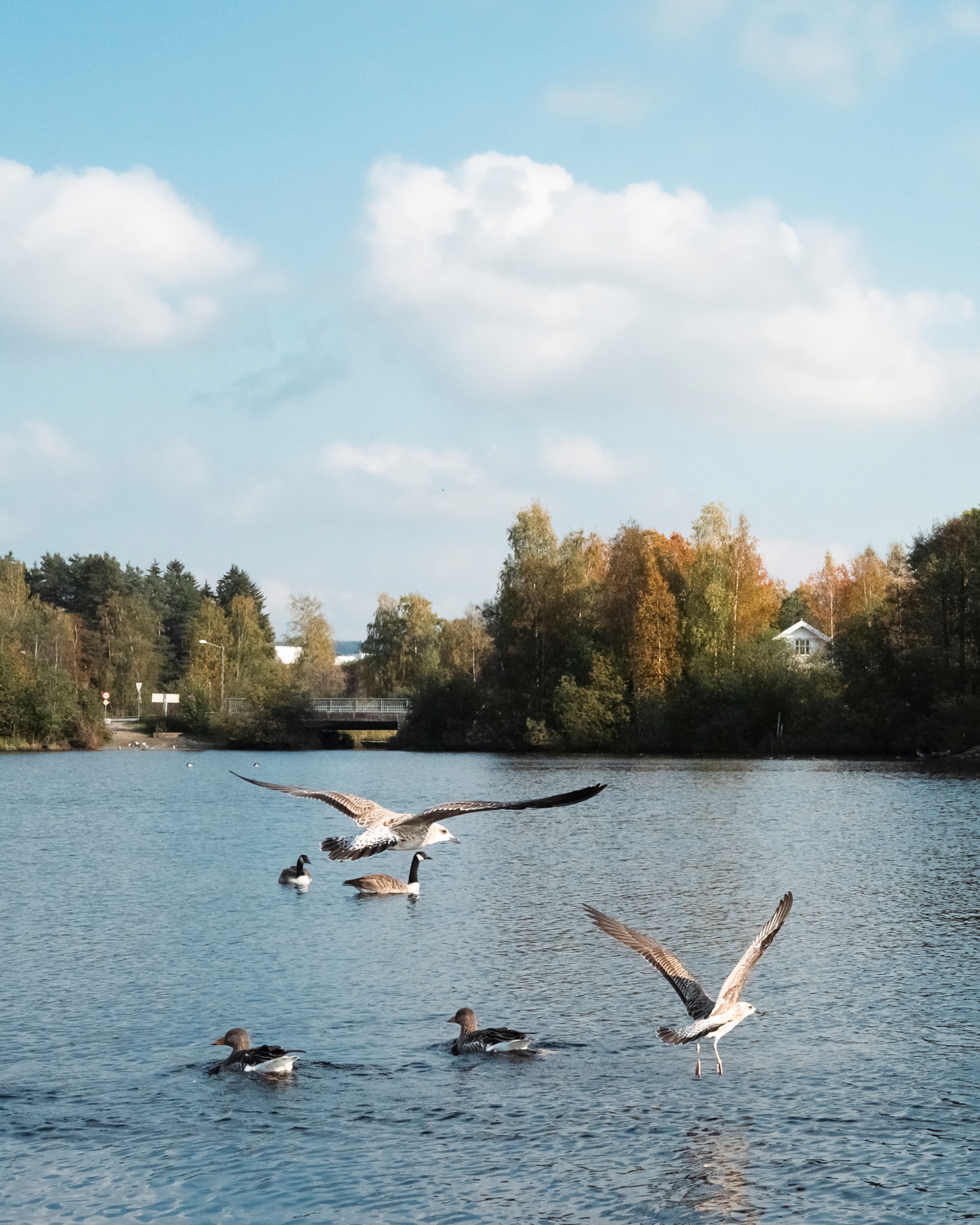 Foto av fugleliv i Langvannet i rådhusparken, Lørenskog, Romerike