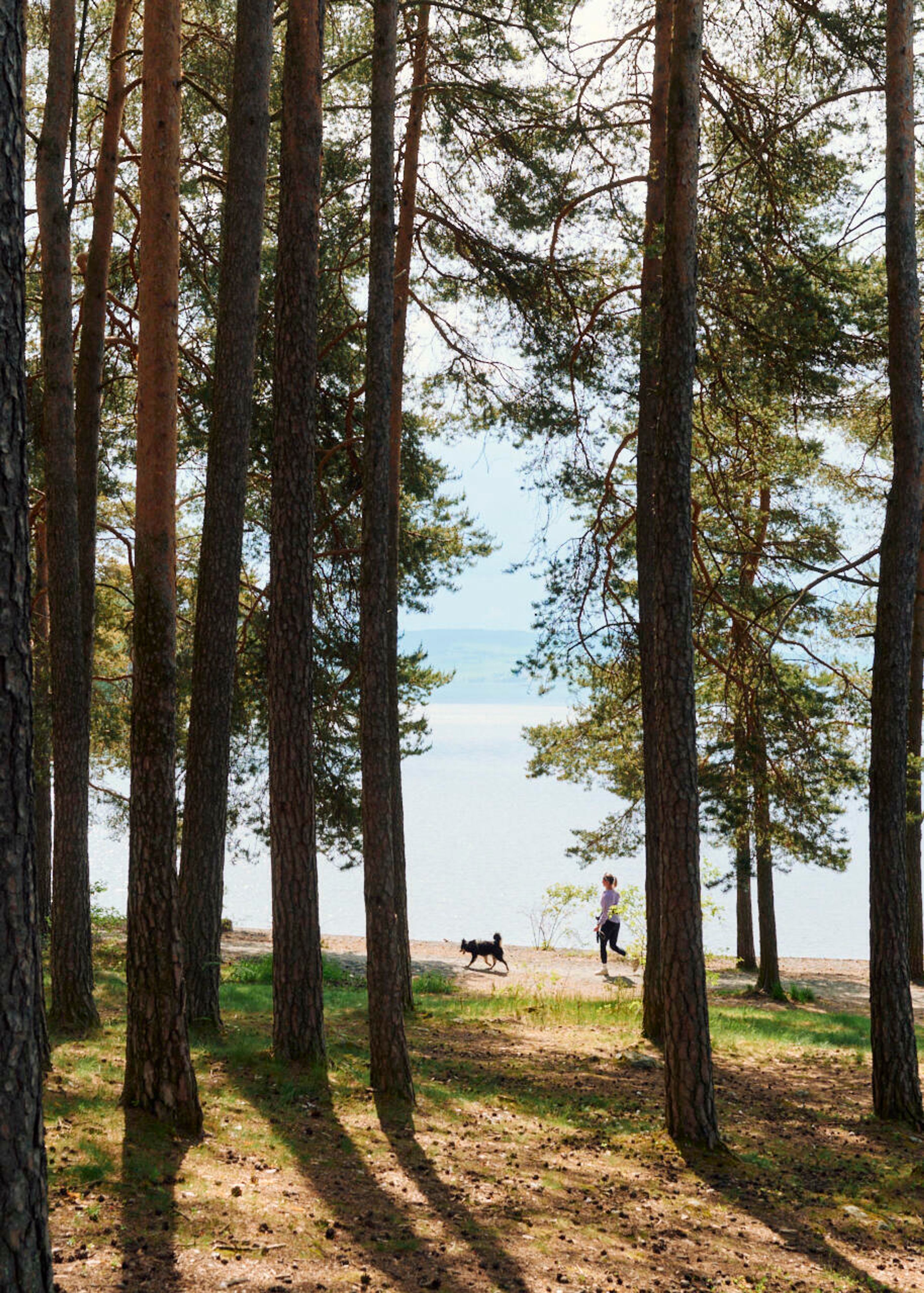 Furuskog på Hamar
