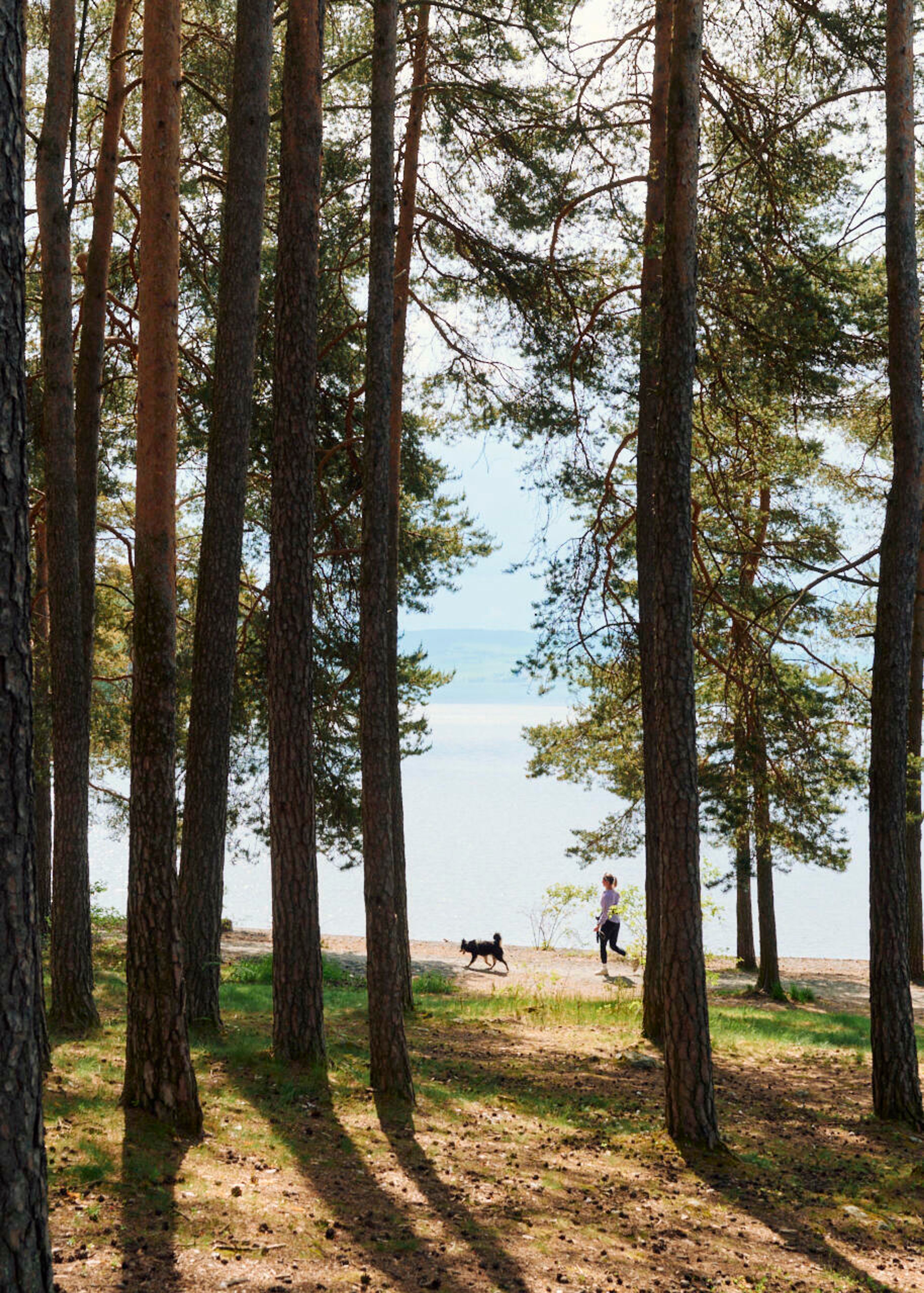 Furuskog på Hamar