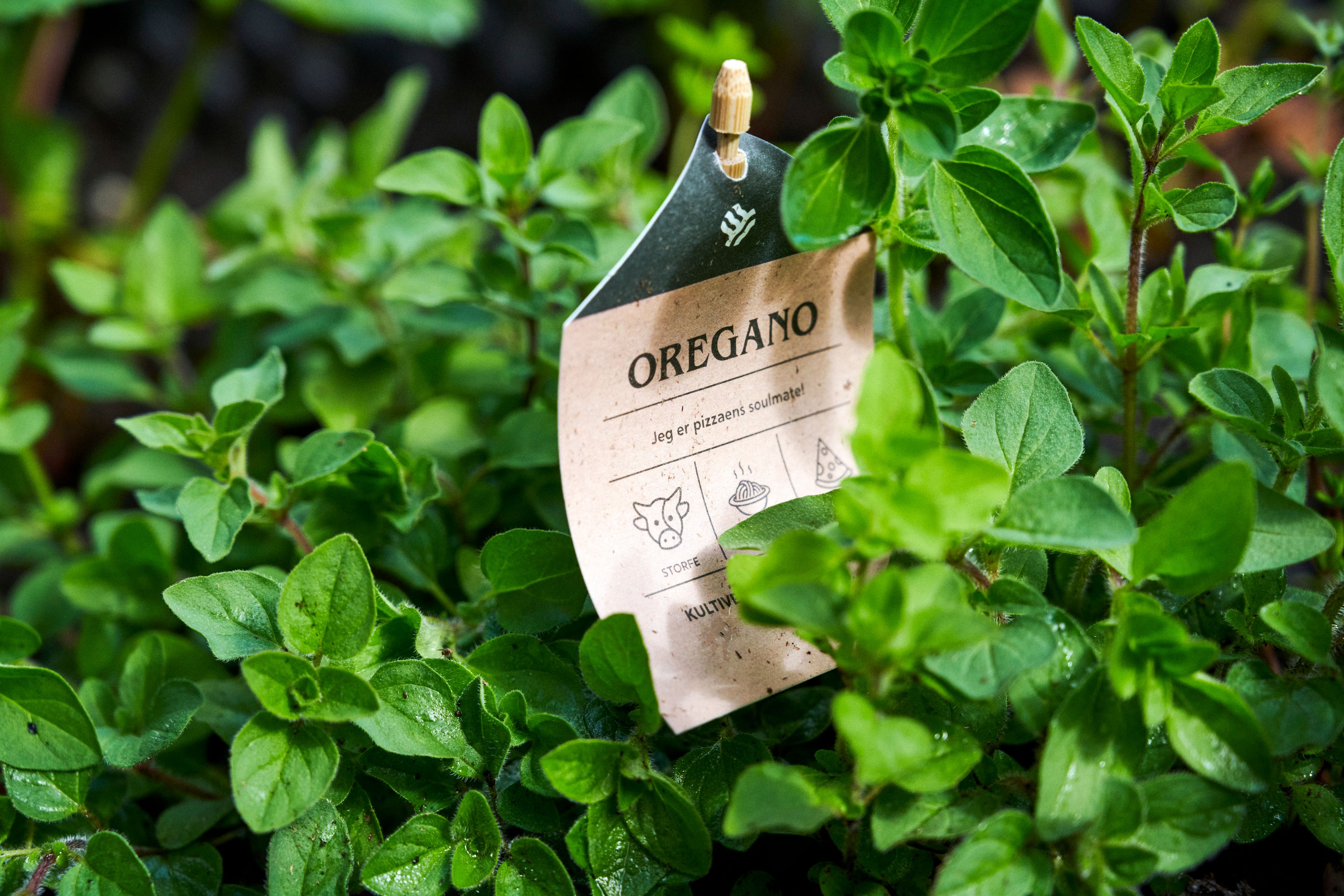 Nærbilde av urten Oregano.