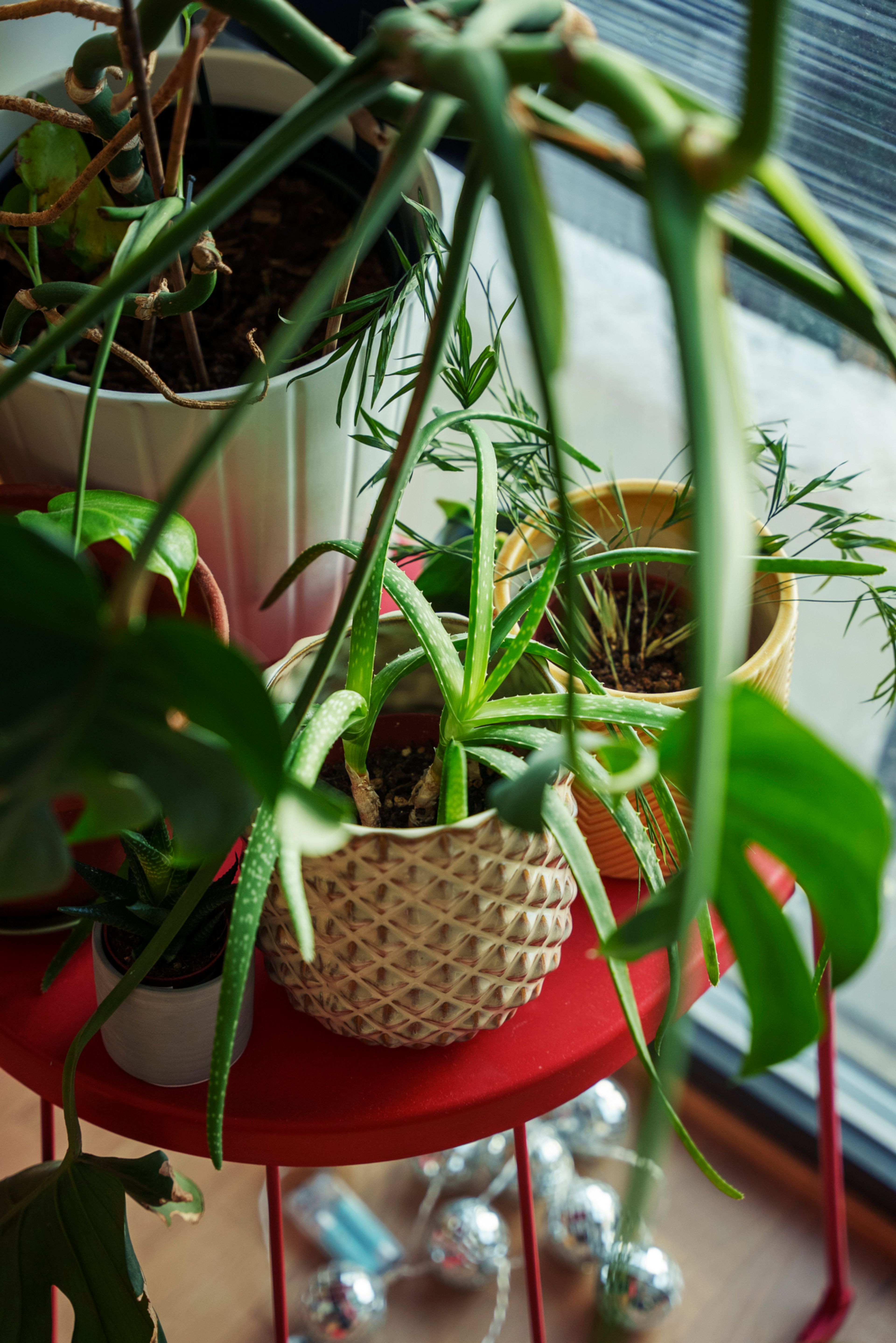 Detaljbilde av plantene til Ane.