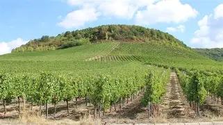 Bild für Projekt Machbarkeitsstudie „Projekt Archäologie und Geschichte Weinparadies Franken“
