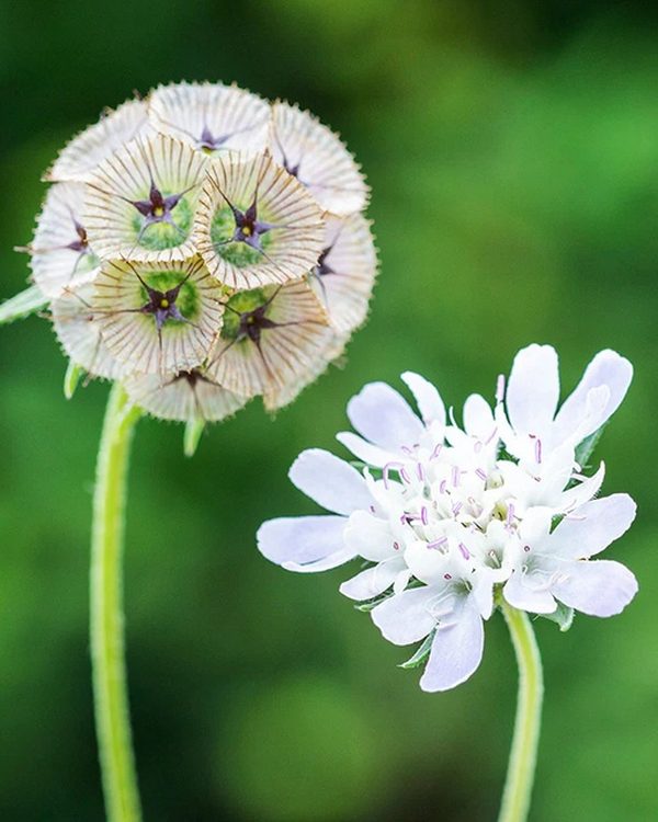 Scabiosa stellata