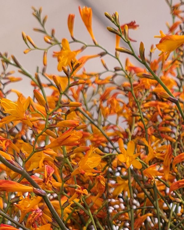Crocosmia