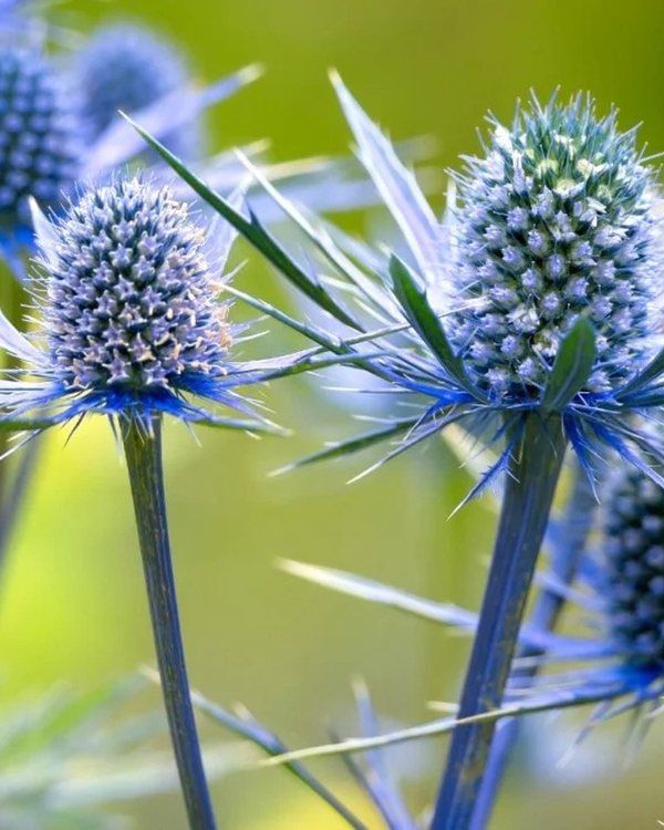 Eryngium