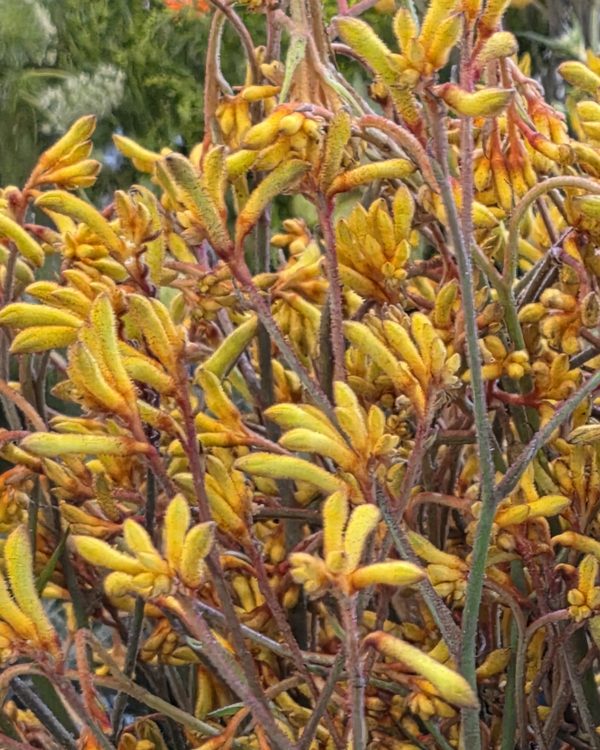 Anigozanthos
