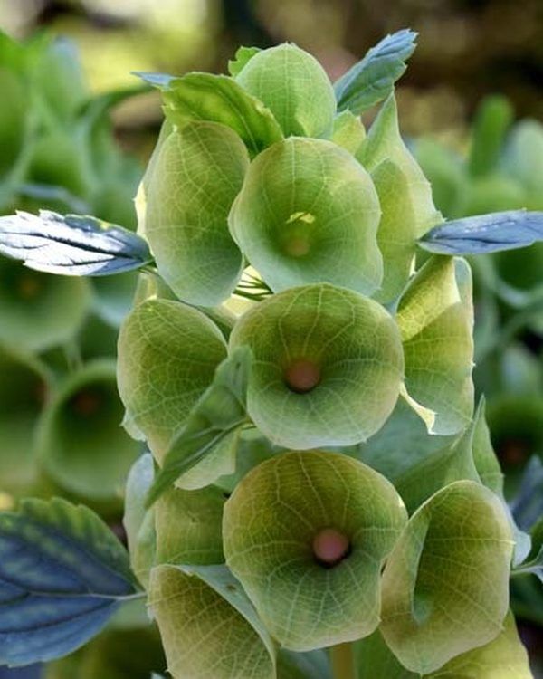 Moluccella