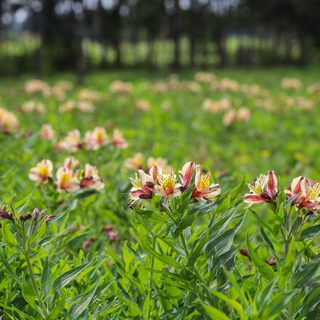 Alstroemeria gallery image 1