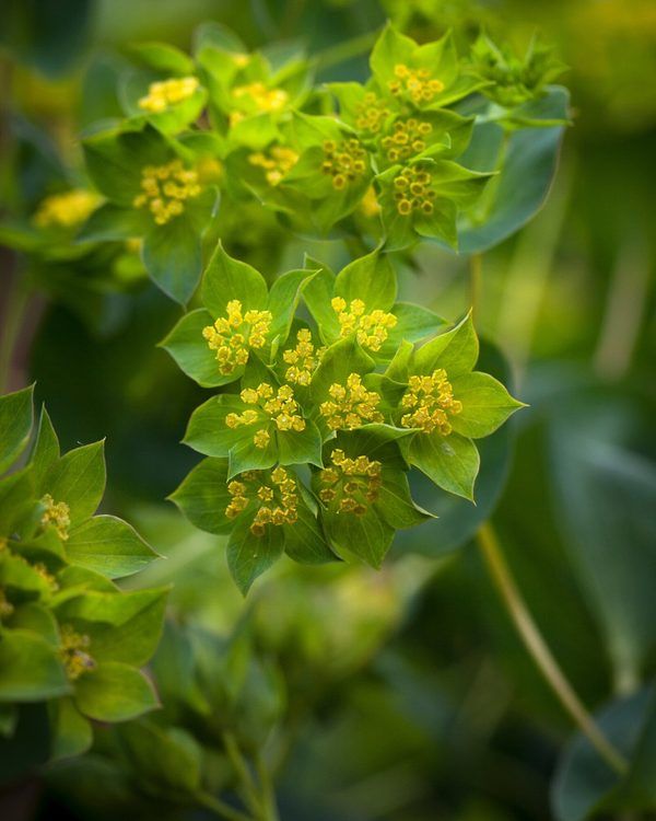 Bupleurum