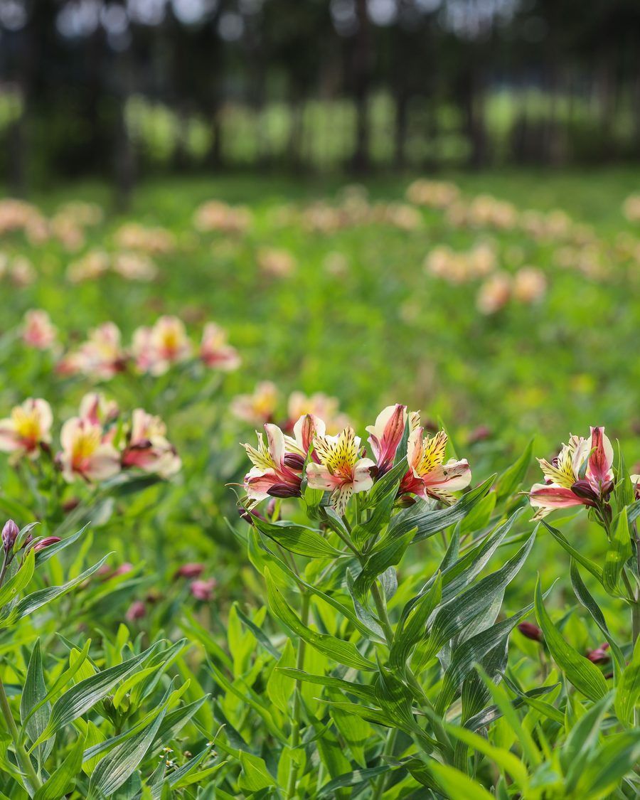 Alstroemeria flowers at Chalvin Farm Fresh